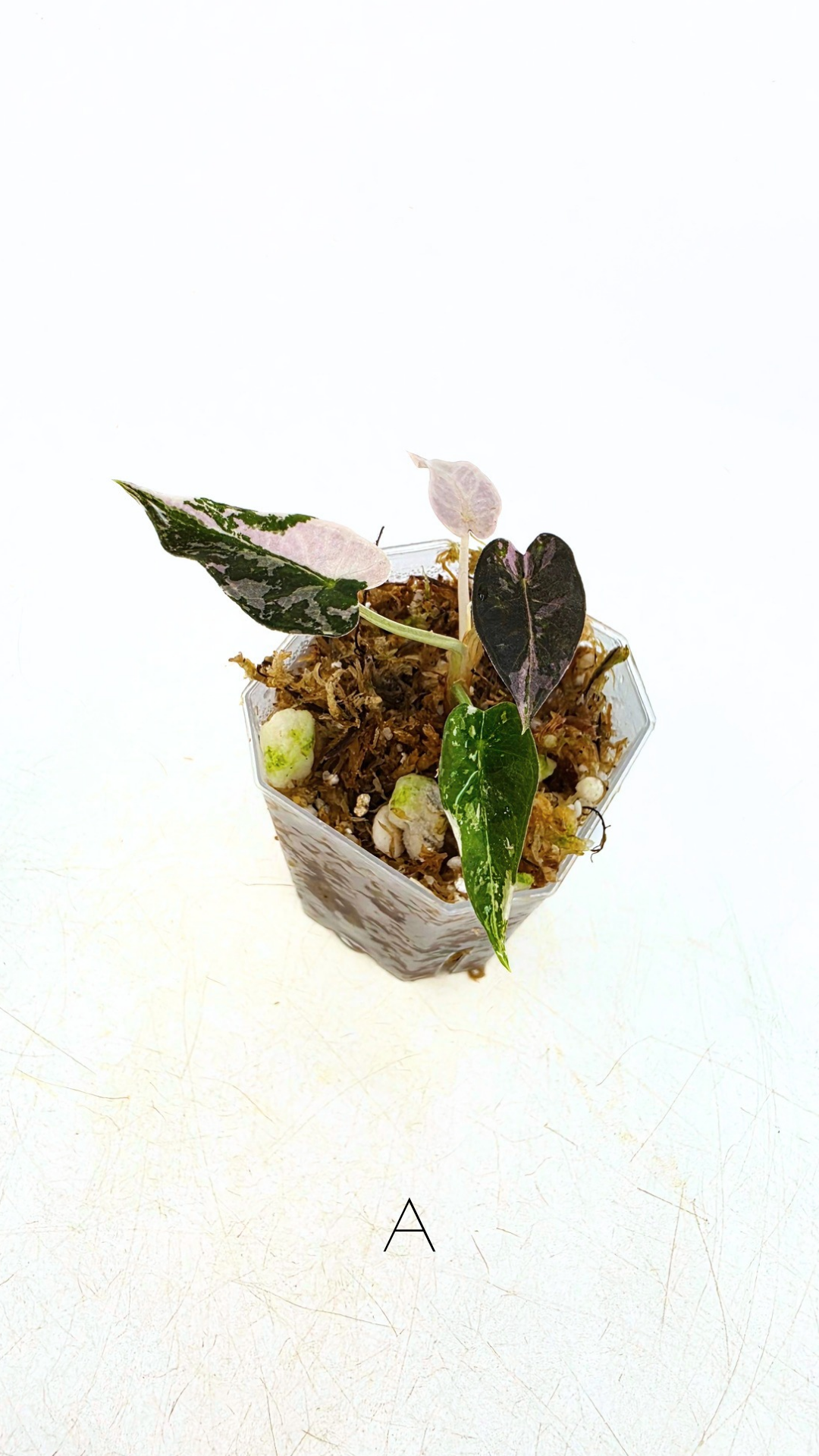 Rare indoor plant Alocasia Amazonica Bambino Pink TC plantlets available for sale at rare houseplant shop The Leaf Gallery in Perth, Western Australia