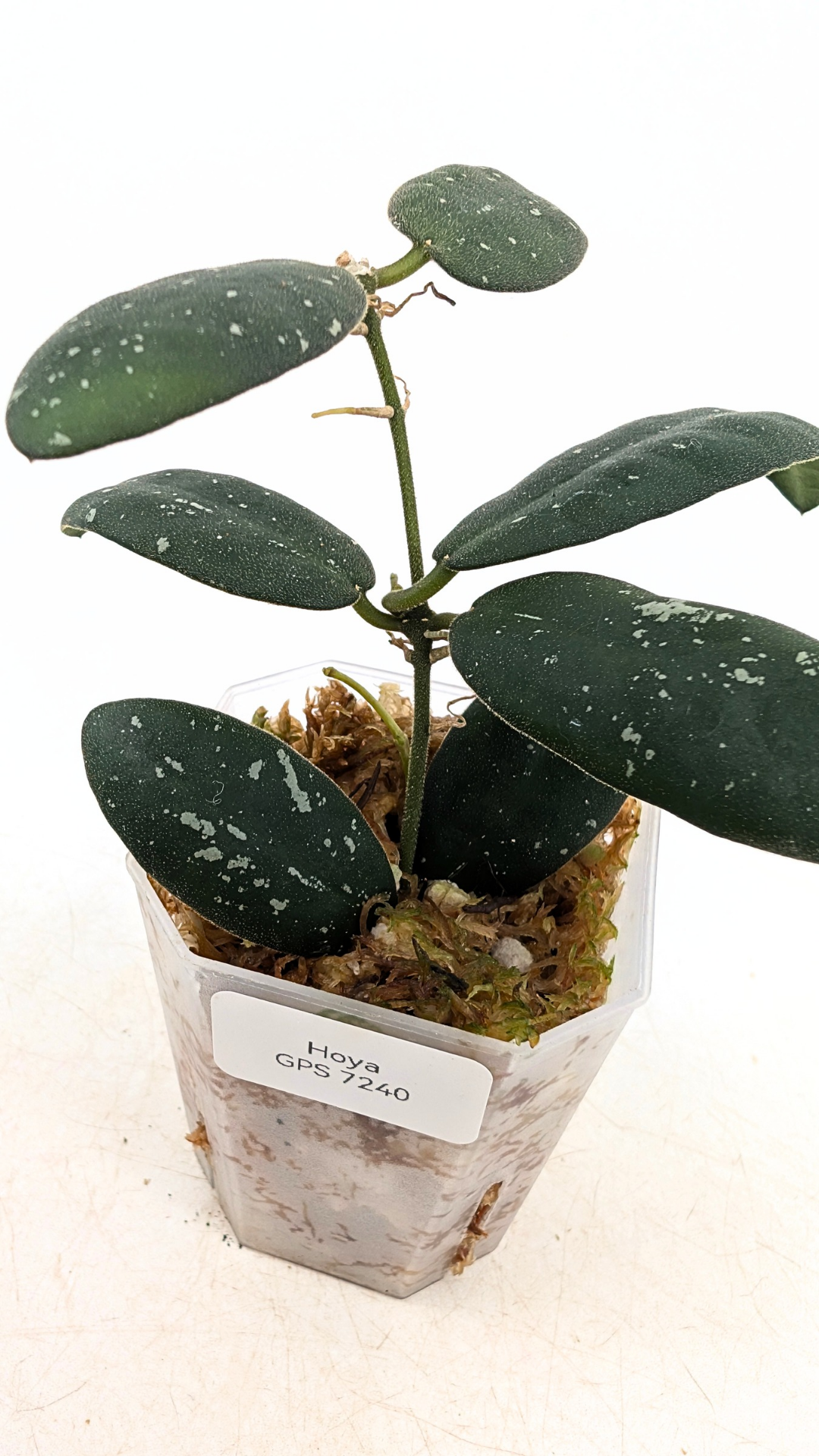 Rare waxplant Hoya GPS 7240 available for sale at rare indoor plant shop The Leaf Gallery in Perth, Western Australia