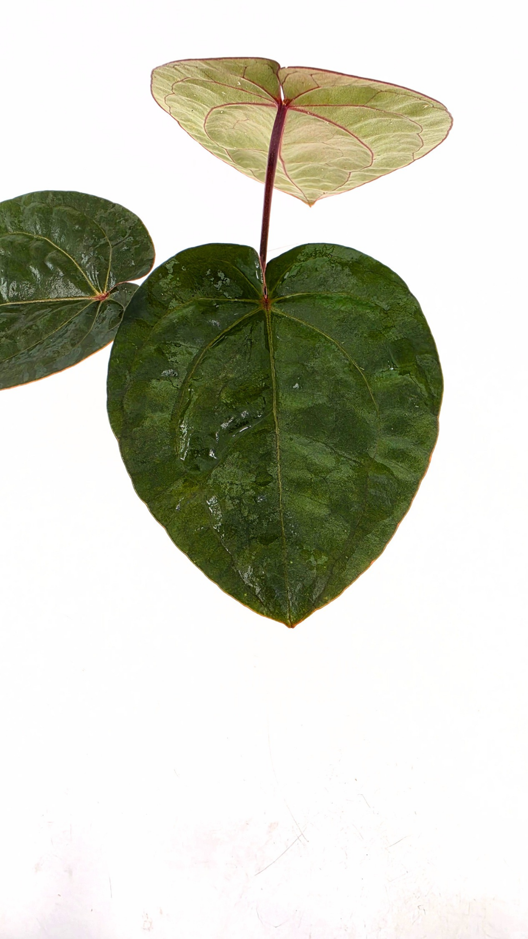 Rare indoor plant Anthurium Bloodmoon clone available from rare house plant shop The Leaf Gallery in Perth, Western Australia
