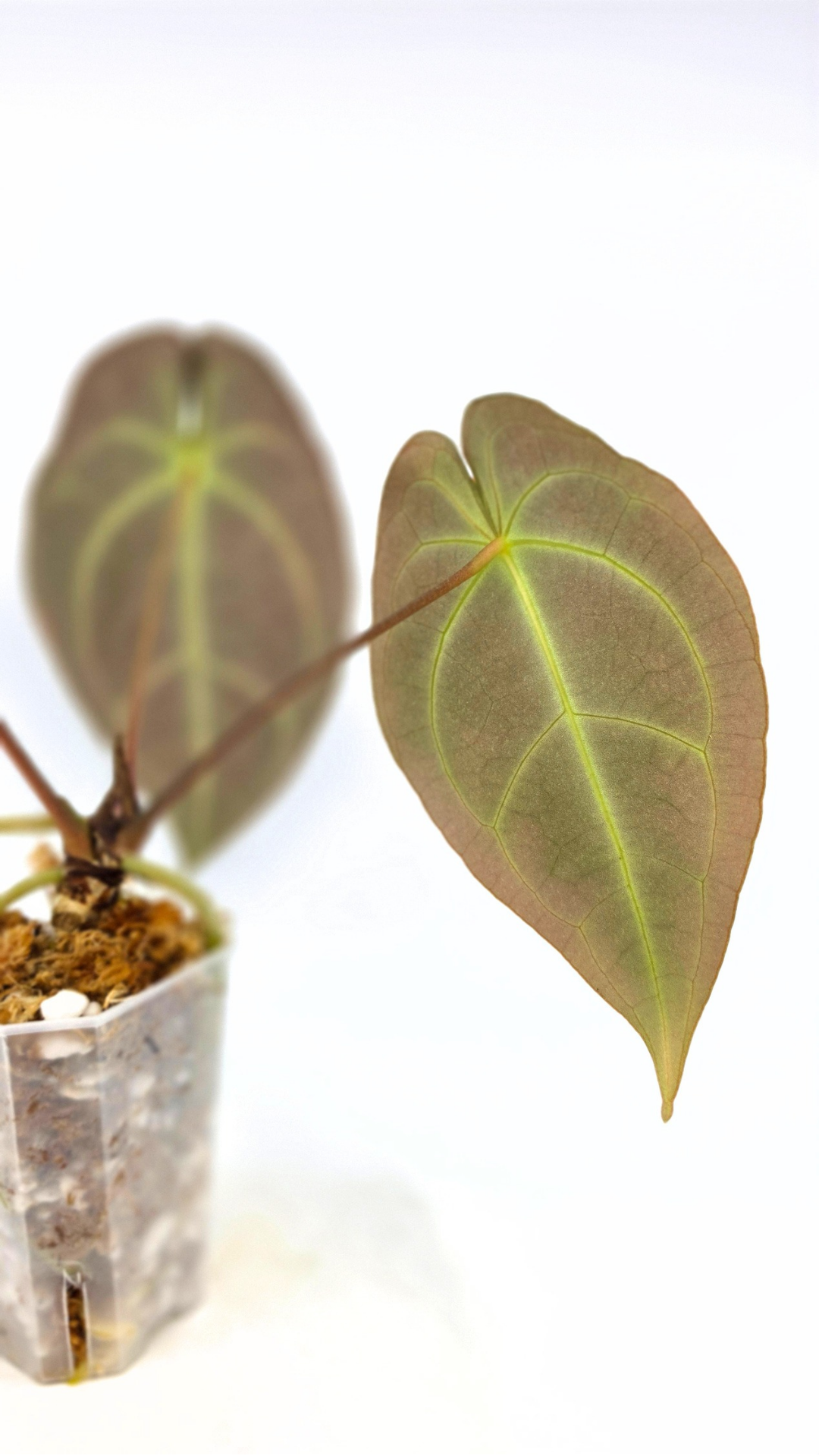 Rare anthurium hybrid Dark Forgetii x Bessae Aff available from rare plant shop The Leaf Gallery in Perth, Western Australia