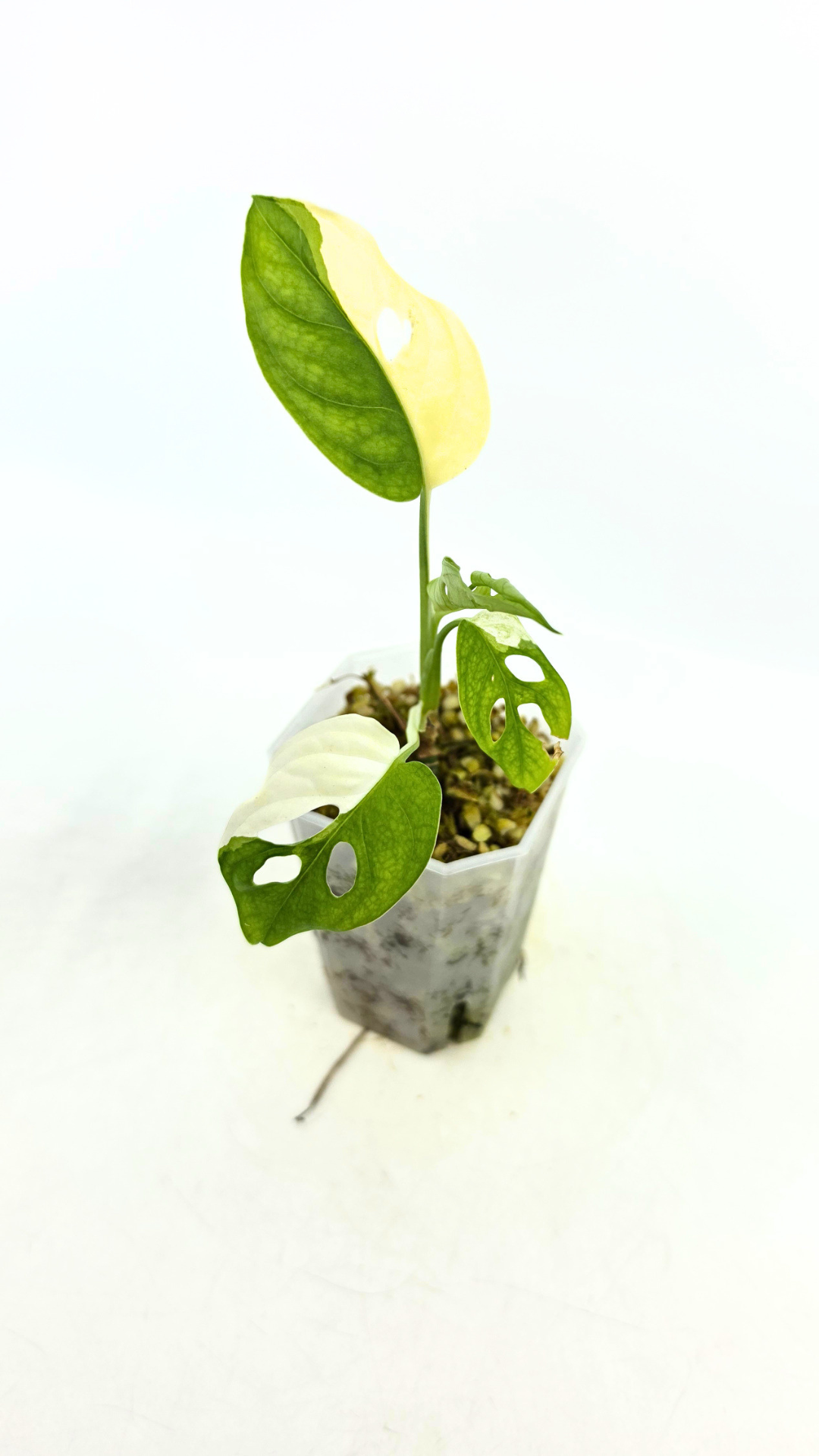 Rare indoor plant Monstera Adansonii Albo Varigated available for sale at rare houseplant shop The Leaf Gallery in Perth, Western Australia
