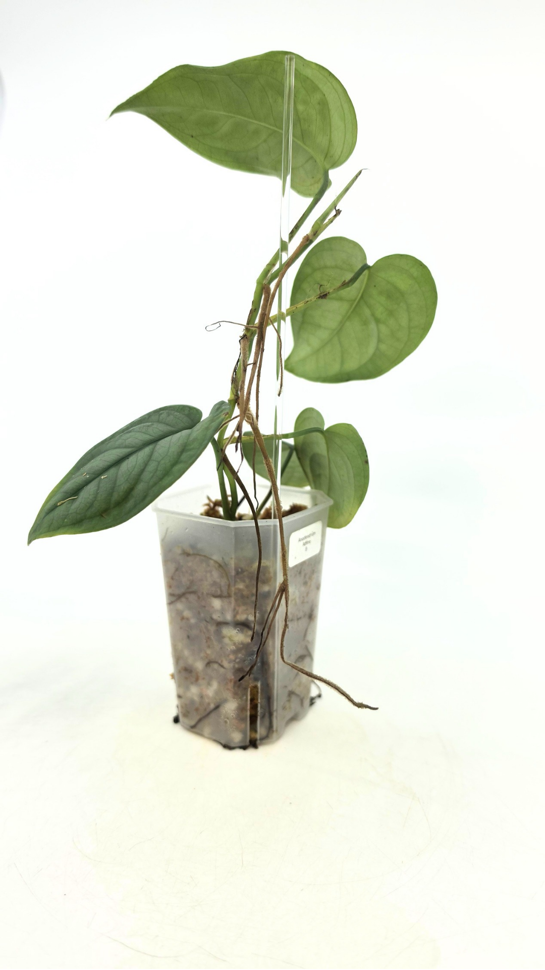 Rare plant Anadendrum Affine often mislabeled as rare Scindapsus Lucens available at rare plant shop The Leaf Gallery in Perth, Western Australia