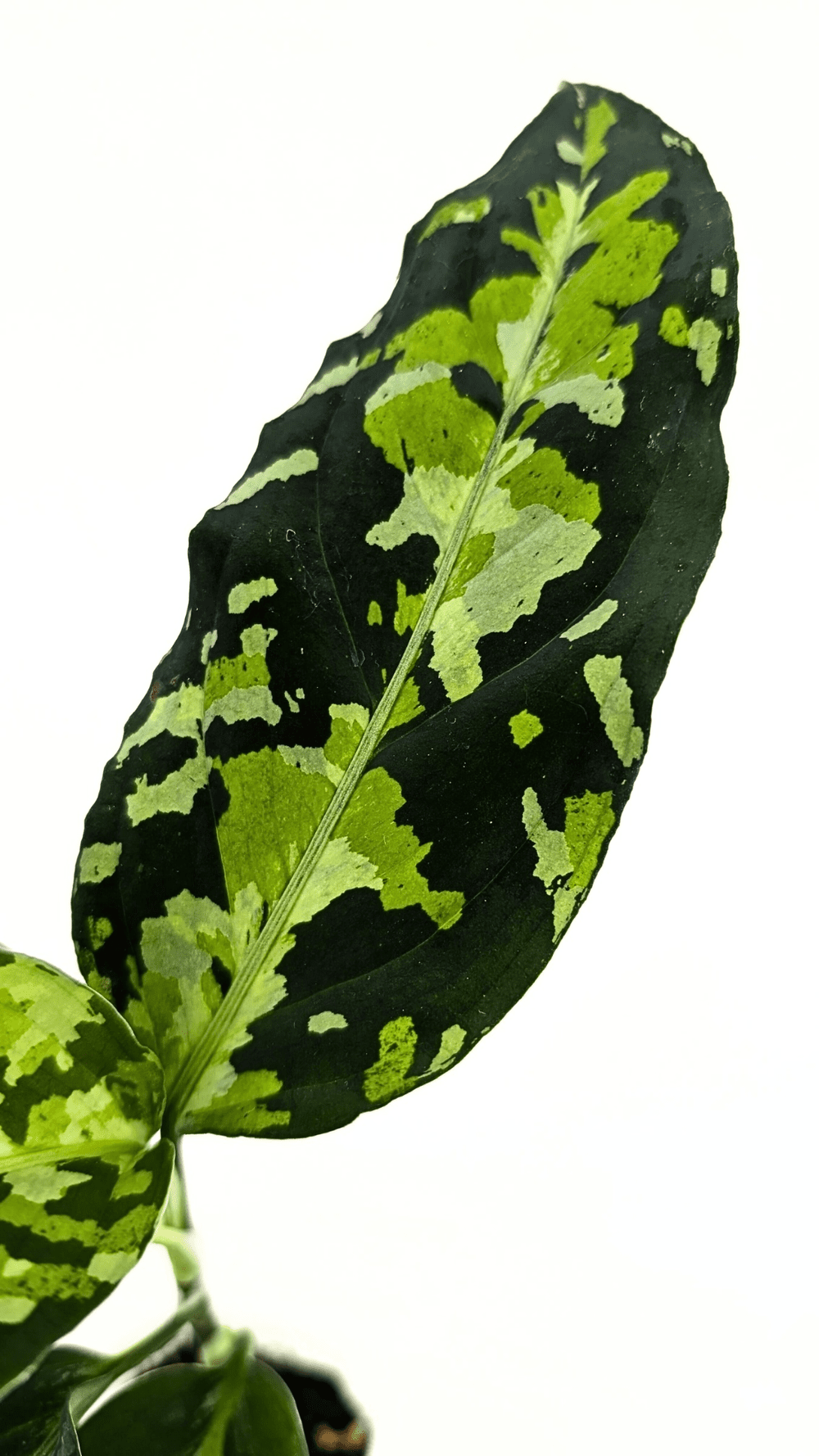 Aglaonema Pictum Tricolour  The Leaf Gallery