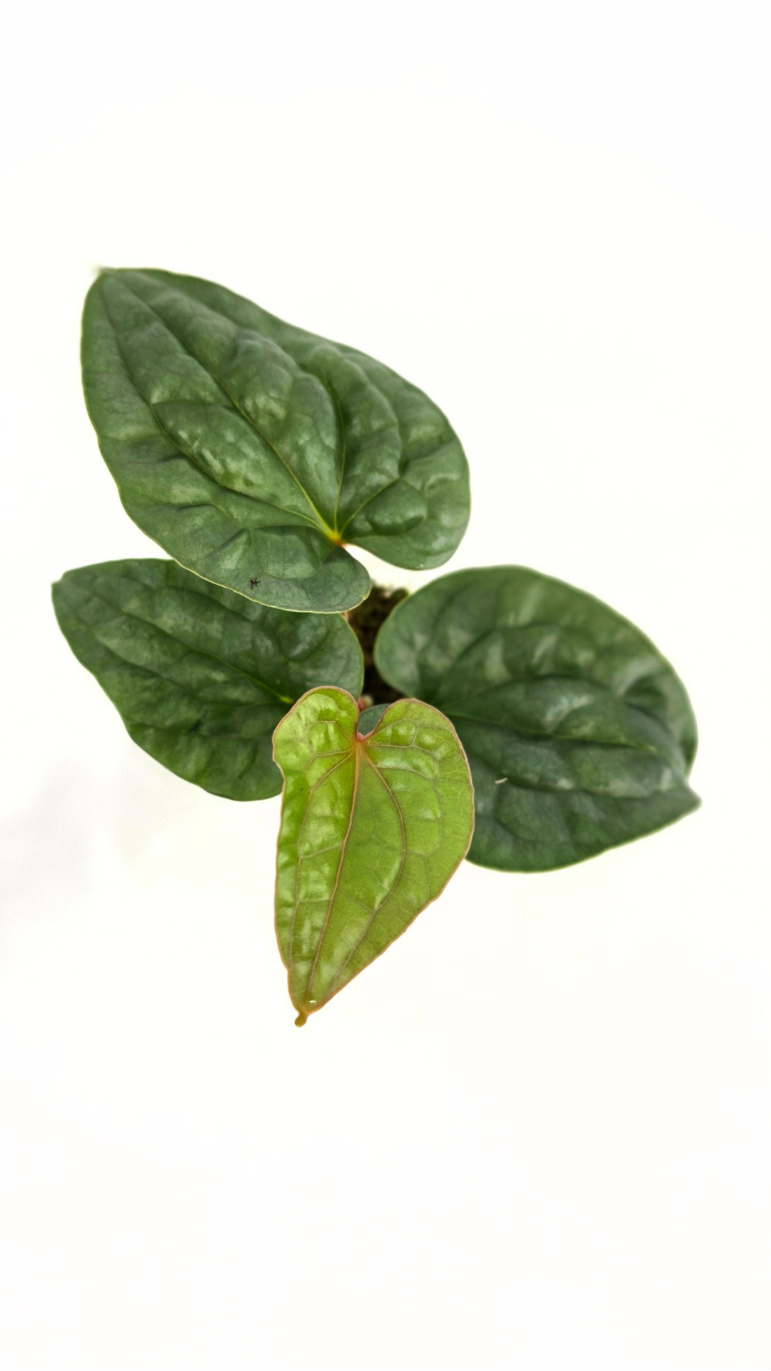Rare indoor plant Anthurium Luxurians available for sale at rare house plant shop The Leaf Gallery in Perth, Western Australia