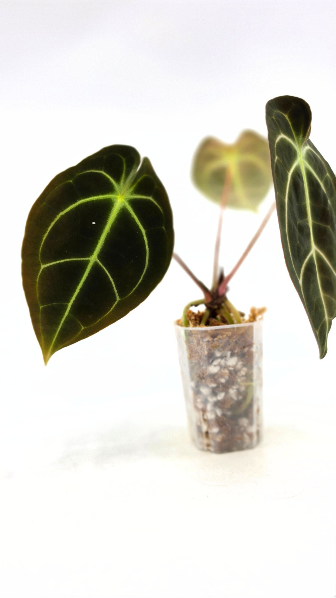 Rare anthurium hybrid Dark Forgetii x Bessae Aff available from rare plant shop The Leaf Gallery in Perth, Western Australia