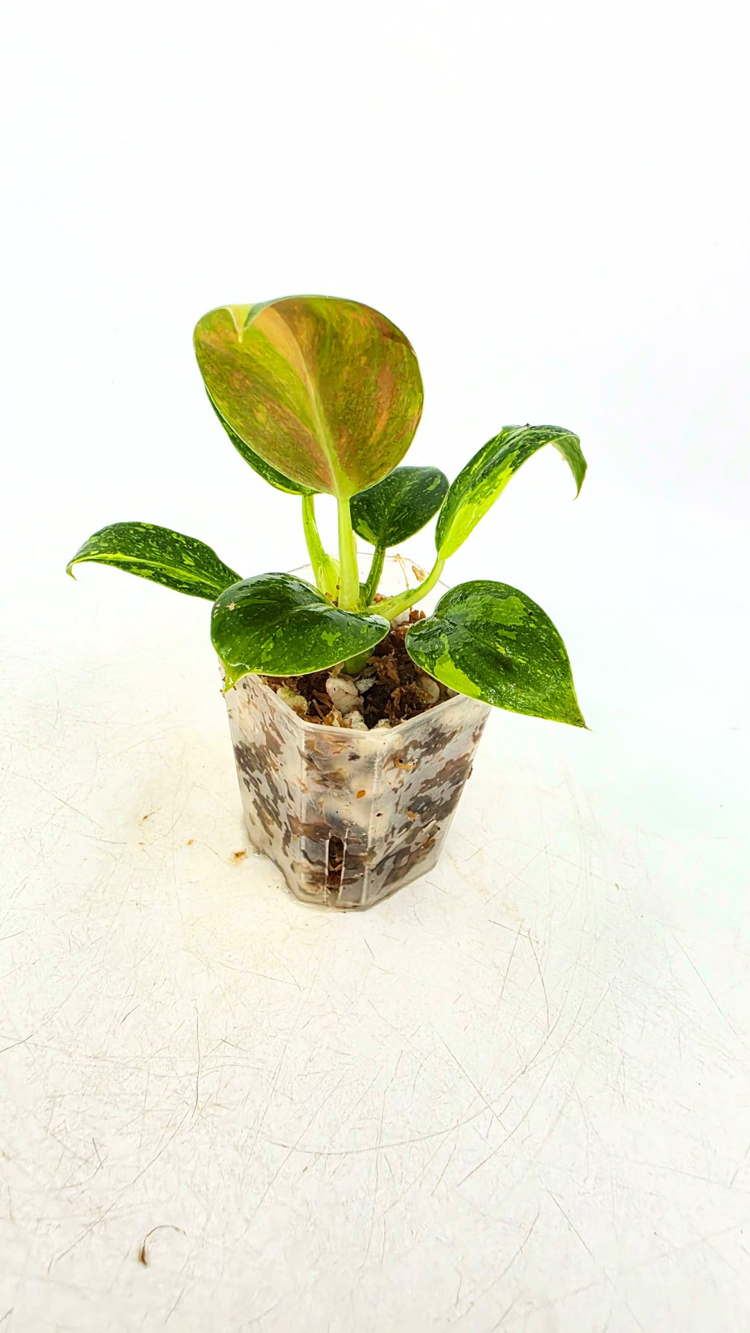 Uncommon Philodendron Green Congo Hybrid Varigated also known as Philodendron Green Congo Nuclear available for sale at rare plant shop The Leaf Gallery in Perth, Western Australia