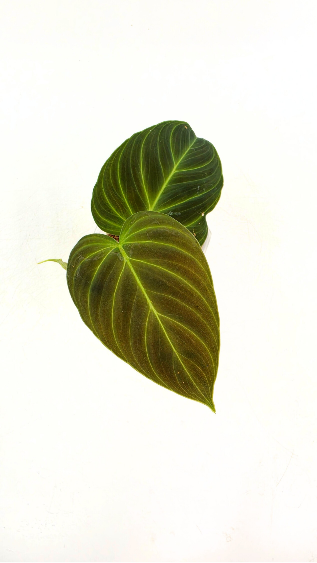 Uncommon indoor plant Philodendron Splendid available for sale at rare house plant shop The Leaf Gallery in Perth, Western Australia