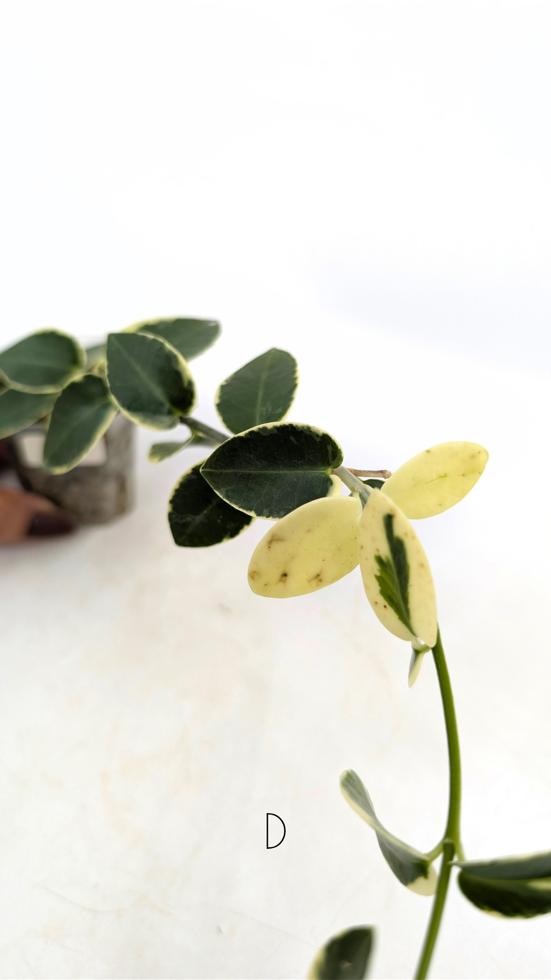 Rare waxplant Hoya Cumingiana Albo available for sale at rare indoor plant shop The Leaf Gallery in Perth, Western Australia