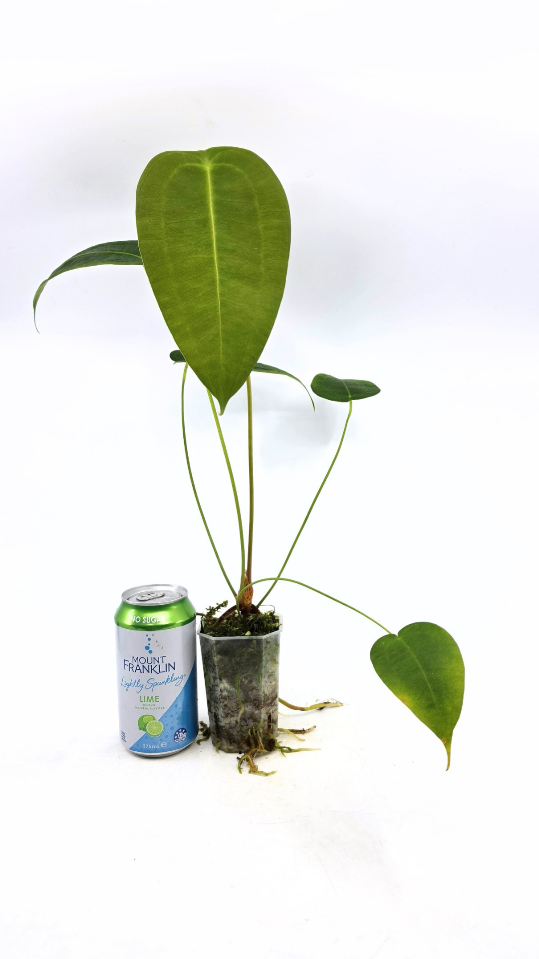 Rare house plant Anthurium Peltigerum available for sale at rare indoor plant shop The Leaf Gallery in Perth, Western Australia