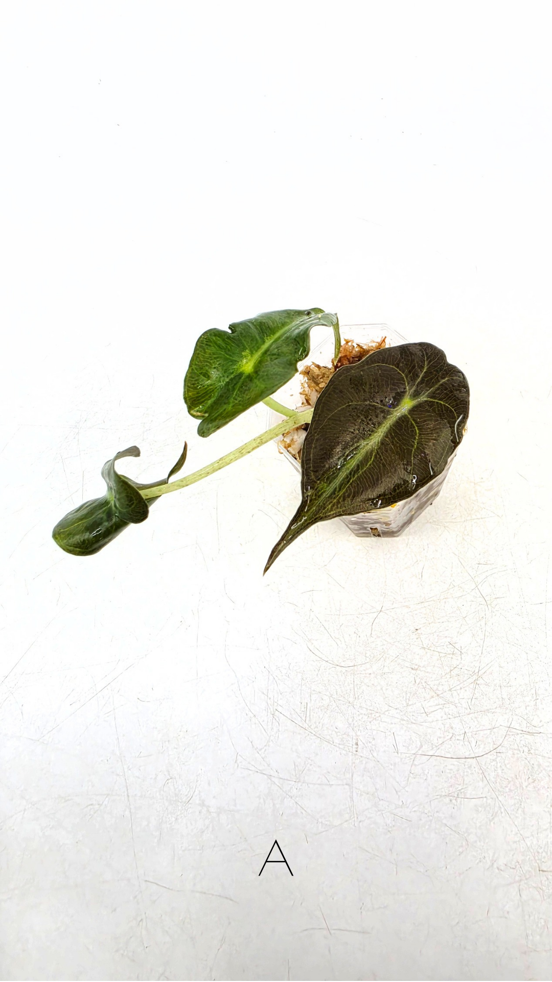 Rare indoor plant Alocasia Venom available for sale at rare house plant shop The Leaf Gallery in Perth, Western Australia.