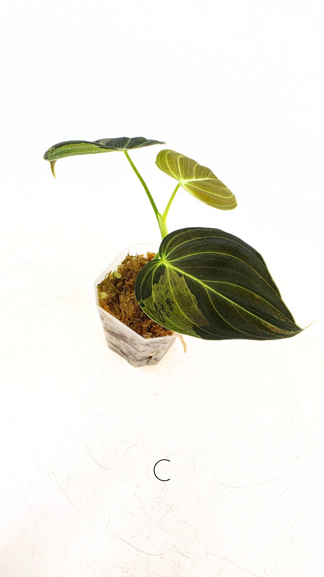 Rare plant Philodendron Melanochrysum Varigated available for sale at rare plant shop The Leaf Gallery in Perth, Western Australia