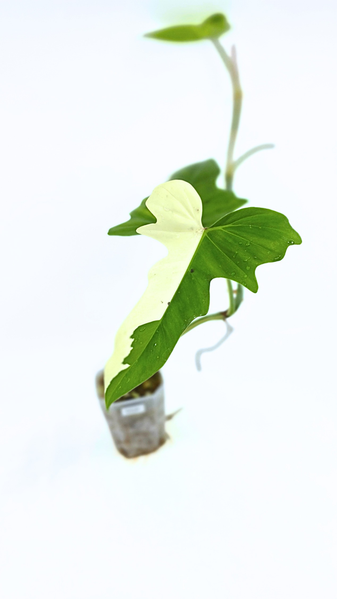 Super Rare indoor plant Philodendron Golden Dragon variegated available for sale at rare house plant shop The Leaf Gallery in Perth, Western Australia