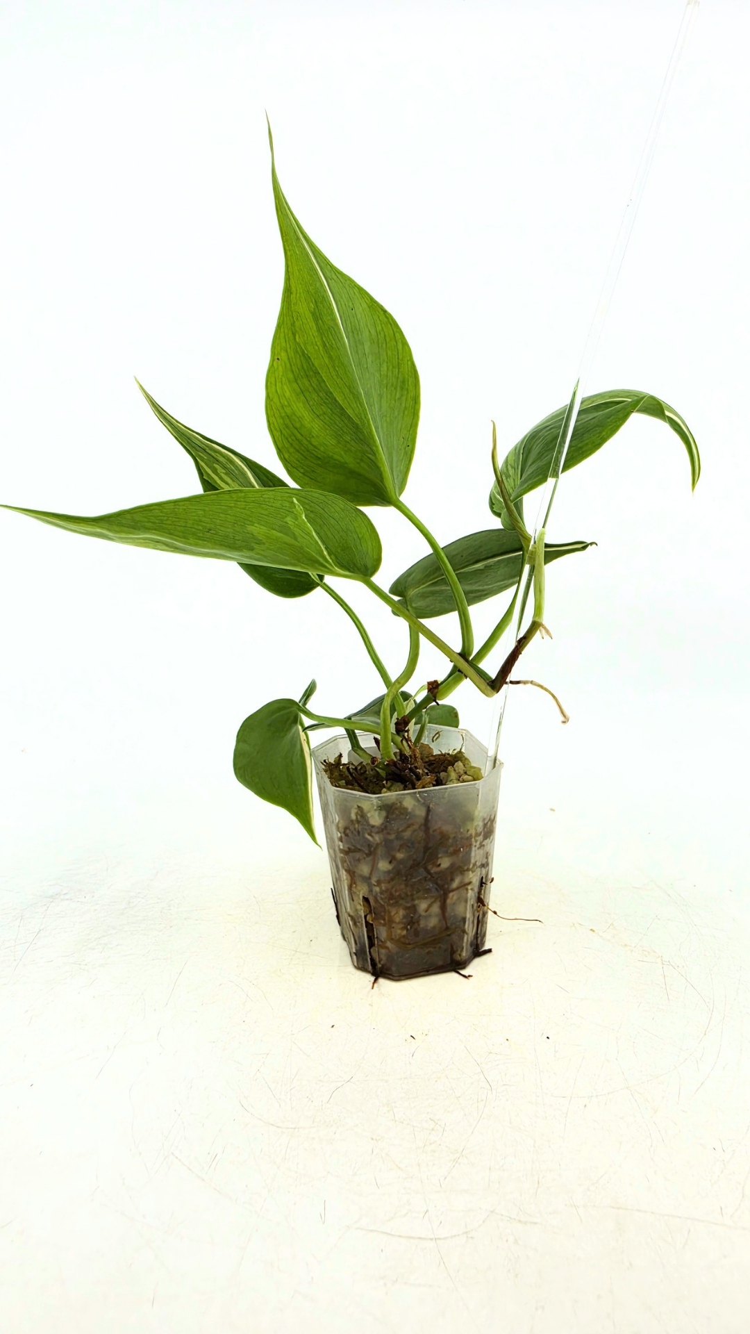 Rare plant Philodendron Rio available for sale at rare plant shop The Leaf gallery in Perth, Western Australia