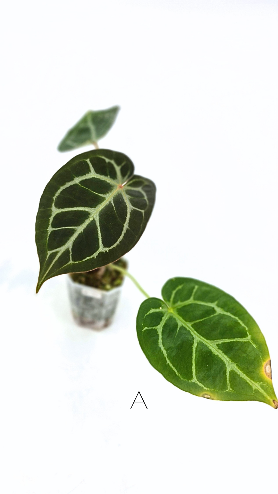Anthurium Dark Forgetii x Bessae Aff X Doc Block Michelle