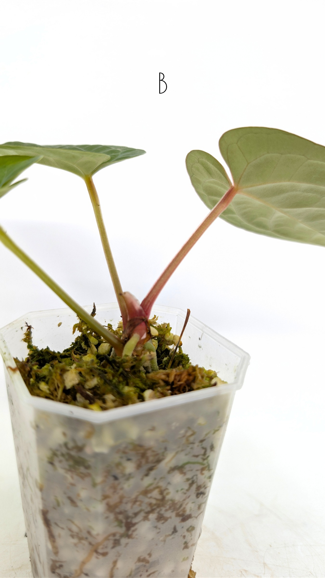 Rare Anthurium hybrid Silver Blush X Luxurians available for sale at rare indoor plant shop The Leaf Gallery in Perth, Western Australia