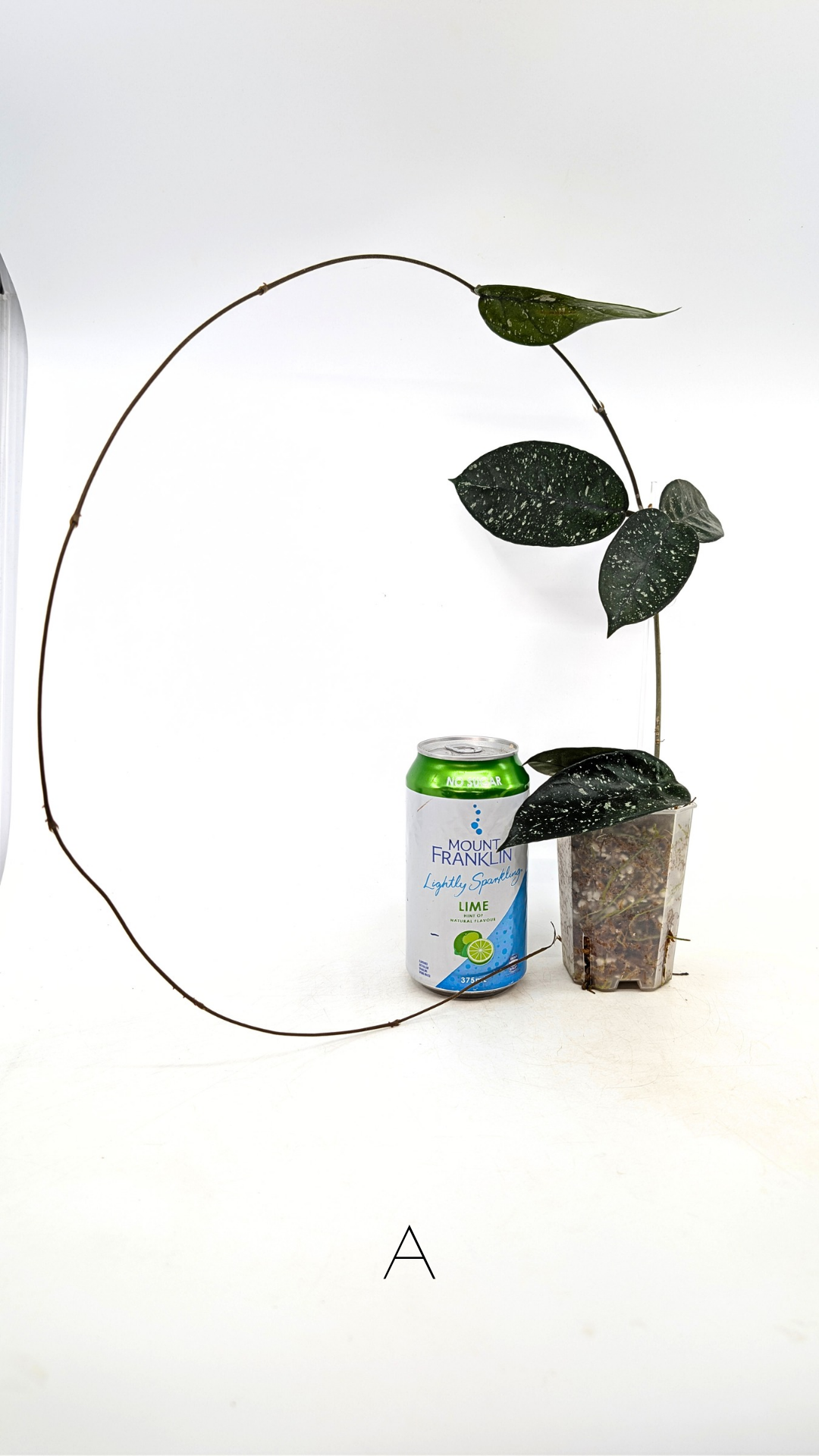 Rare waxplant Hoya Starry Night available for sale at The Leaf Gallery in Perth, Western Australia