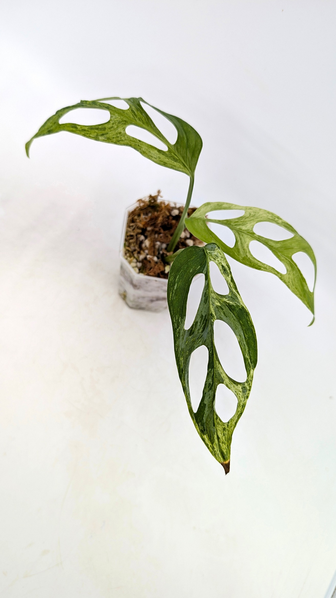 Rare indoor house plant Monstera Adansonii Mottled Mint Varigation available for sale at rare plant shop The Leaf Gallery in Perth, Western Australia