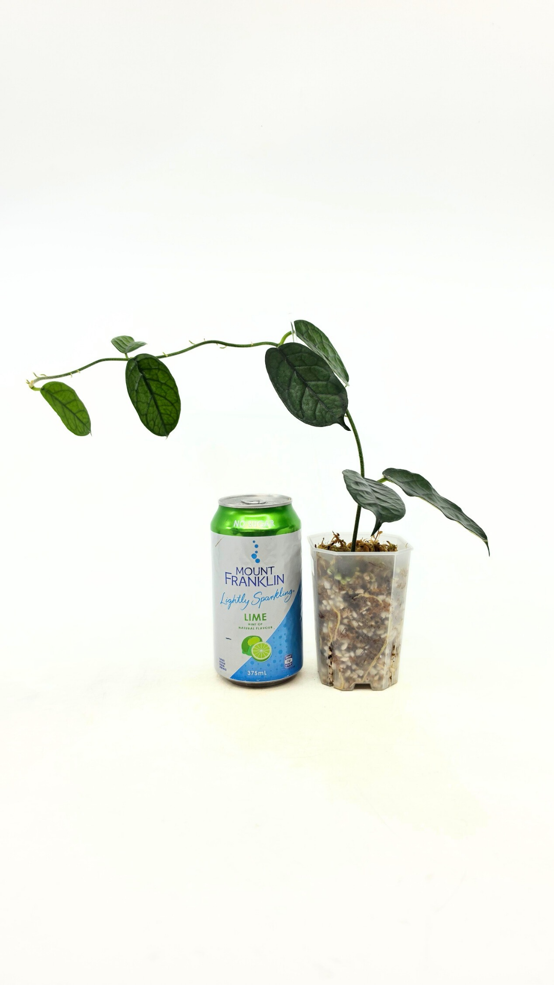 Rare waxplant Hoya Globulosa Cao Bang available for sale at rare plant shop The Leaf Gallery in Perth, Western Australia