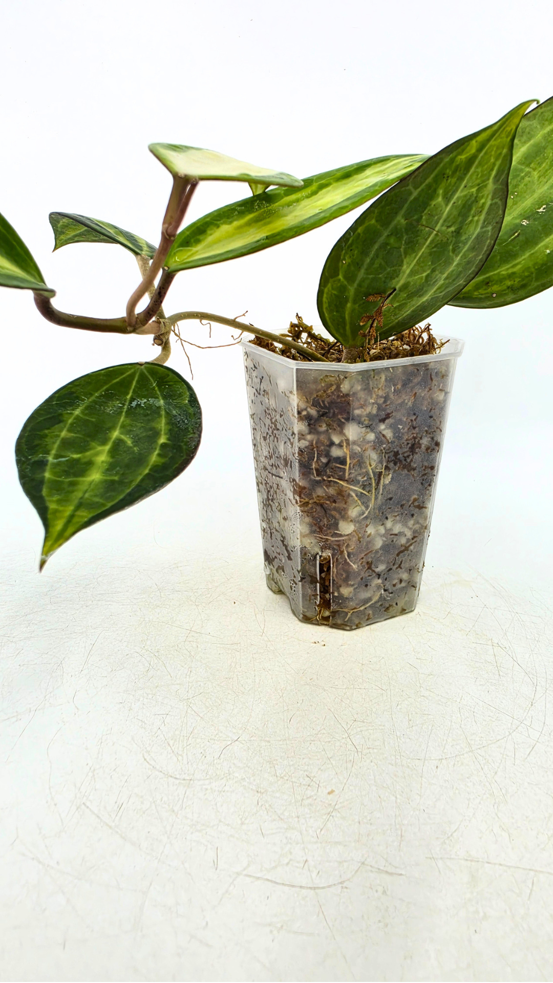 Rare waxplant Hoya Macrophylla Pot of Gold available for sale at rare indoor plant shop The Leaf Gallery in Perth, Western Australia