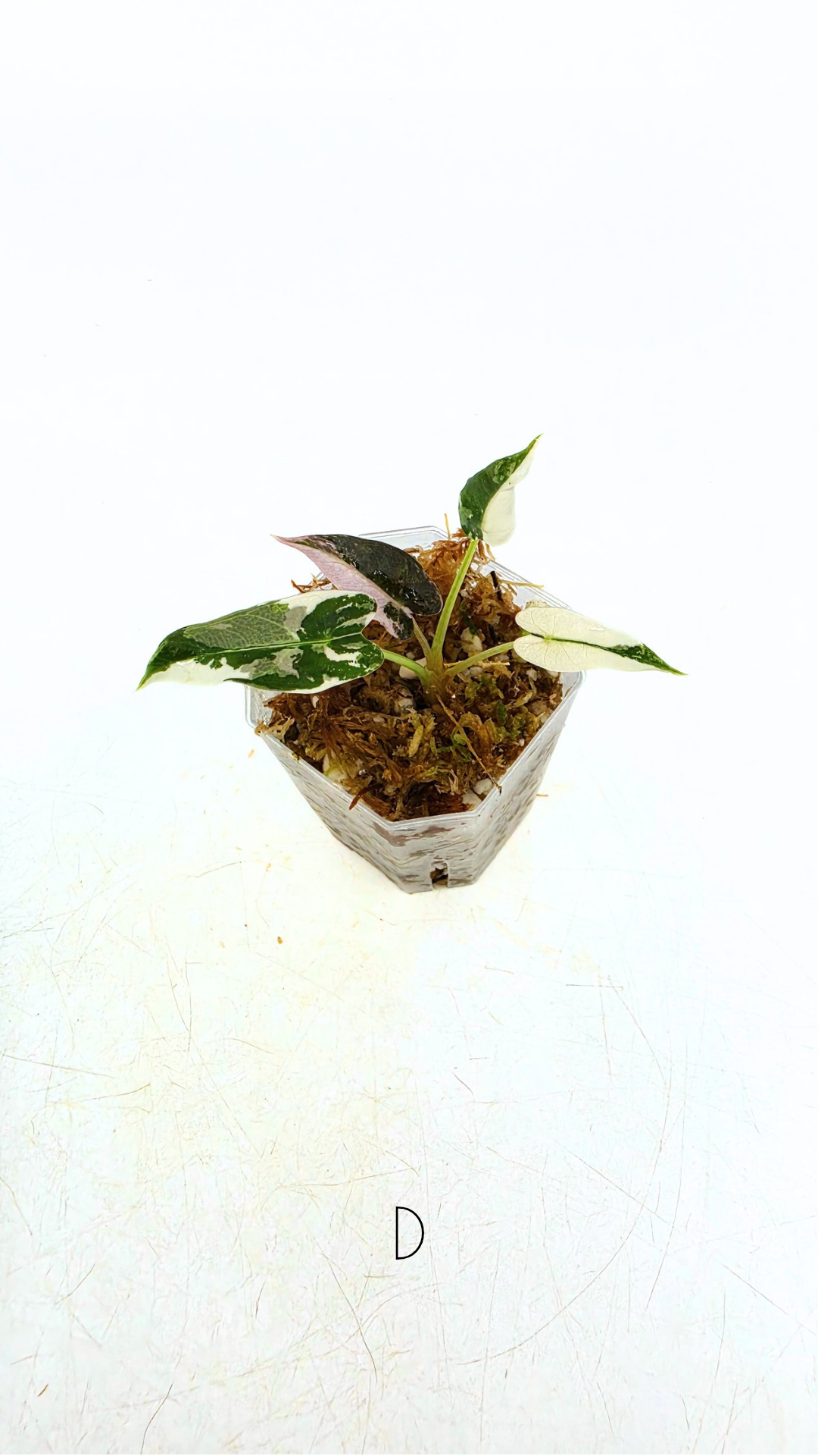 Rare indoor plant Alocasia Amazonica Bambino Pink TC plantlets available for sale at rare houseplant shop The Leaf Gallery in Perth, Western Australia