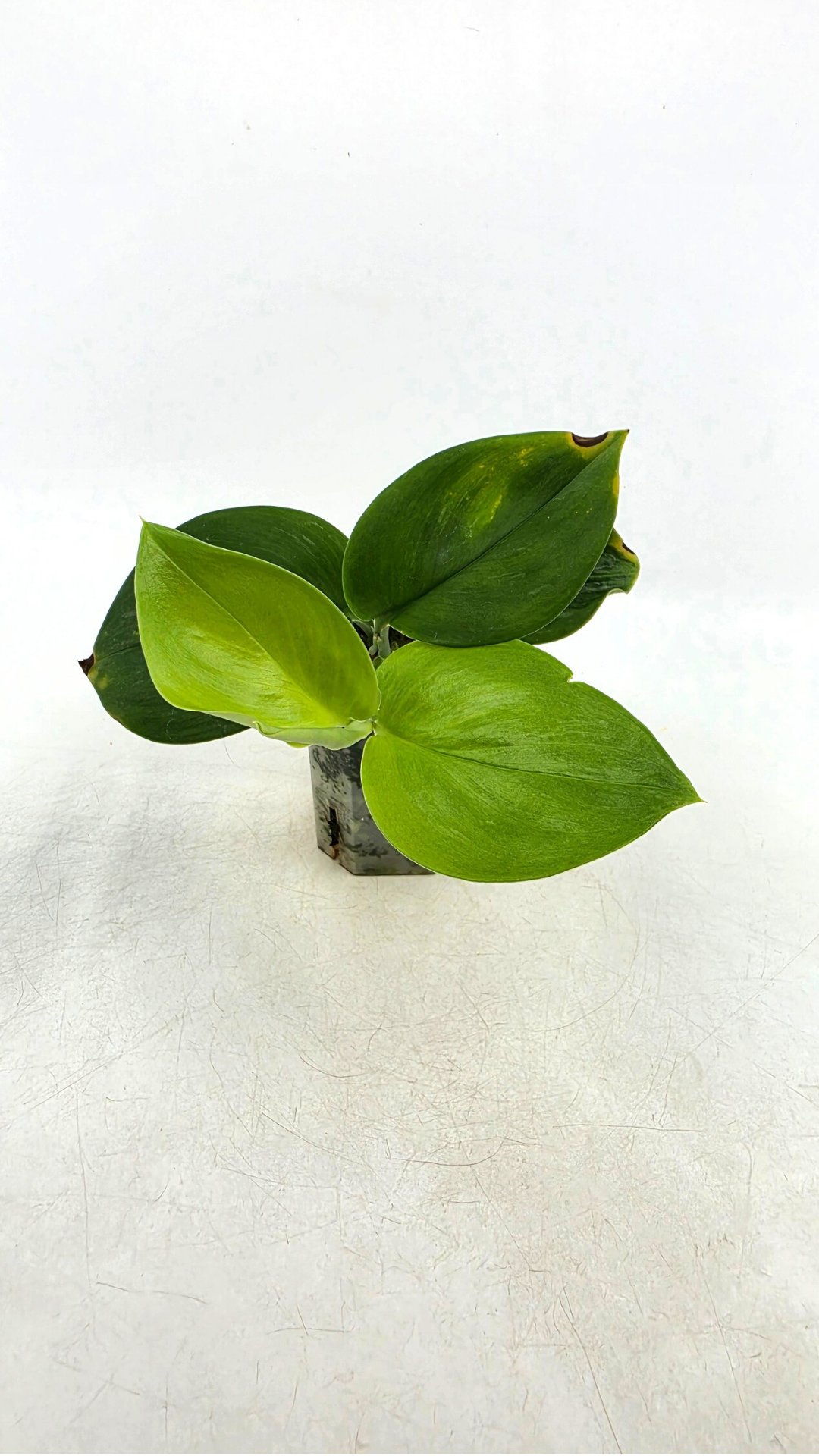 Rare indoor plant Scindapsus Treubii Moonlight available for sale at rare house plant shop The Leaf Gallery in Perth, Western Australia