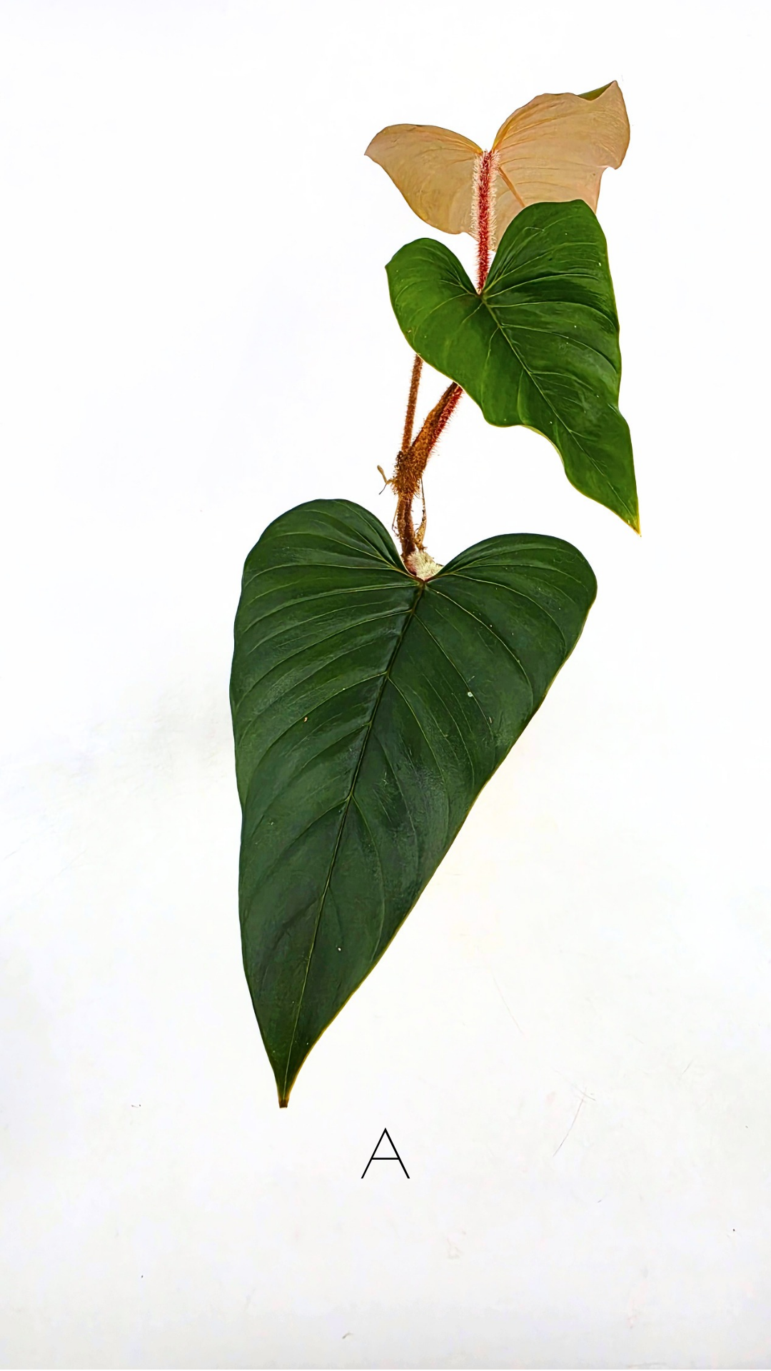 Rare indoor plant Philodendron Red Serpens available for sale at rare plant shop The Leaf Gallery in Perth, Western Australia