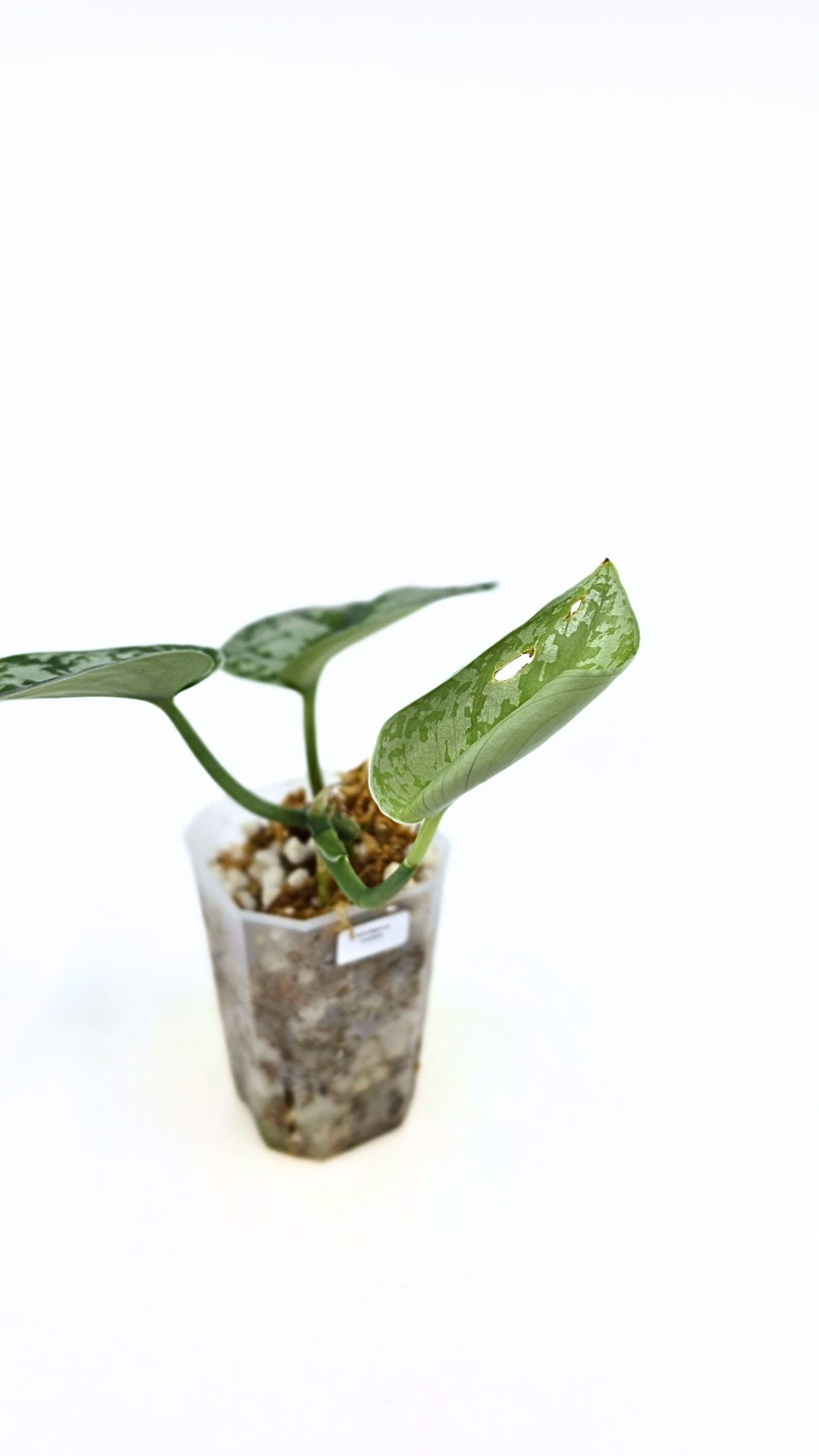 Uncommon indoor plant scindapsus Exotica available for sale at rare plant shop The Leaf Gallery in Perth, Western Australia.