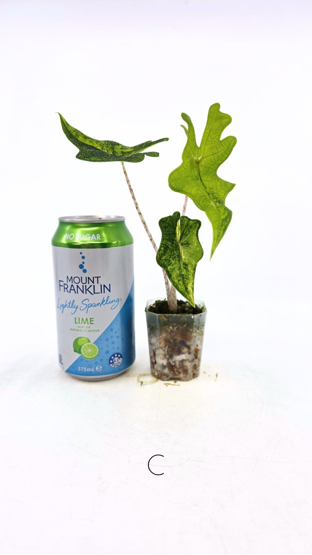 Rare indoor plant Alocasia Jacklyn Variegated available for sale at rare house plant shop The Leaf Gallery in Perth, Western Australia
