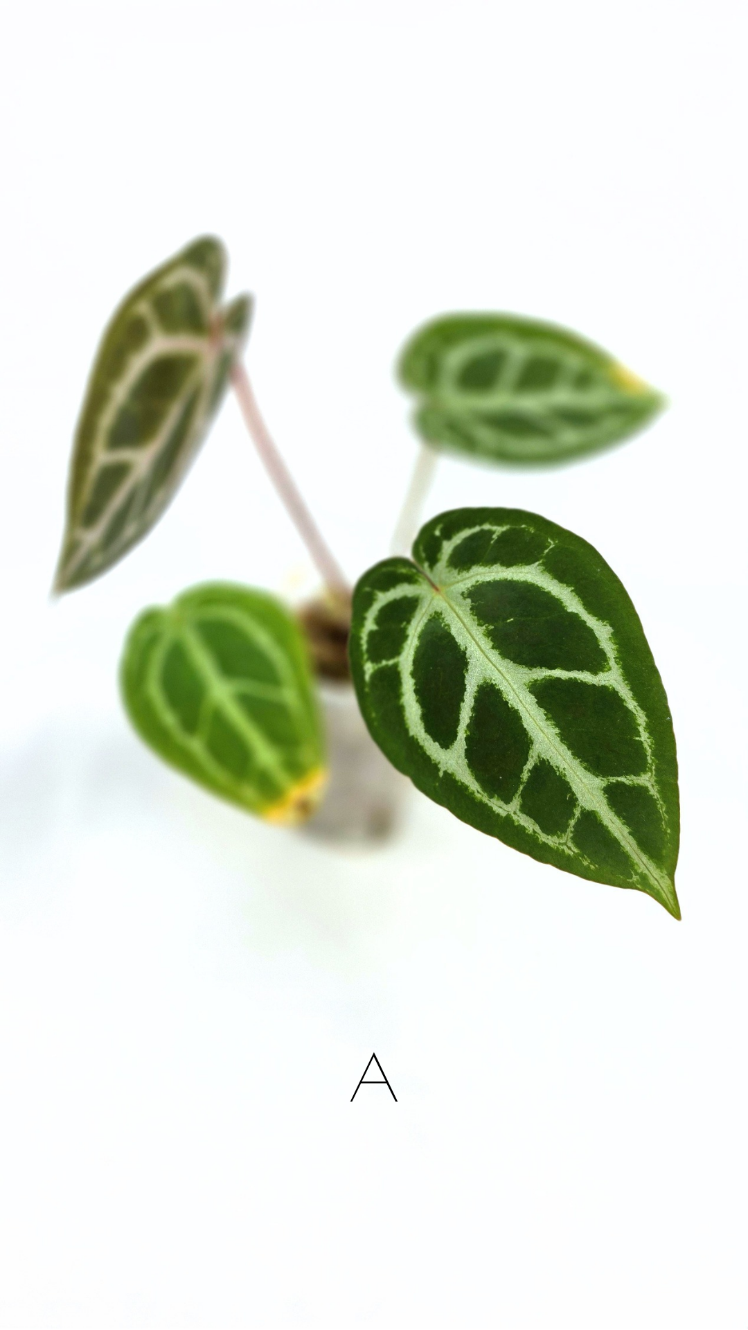 Rare anthurium hybrid Anthurium red dorayaki mutation with Anthurium Michelle by The Leaf Gallery in Perth, Western Australia