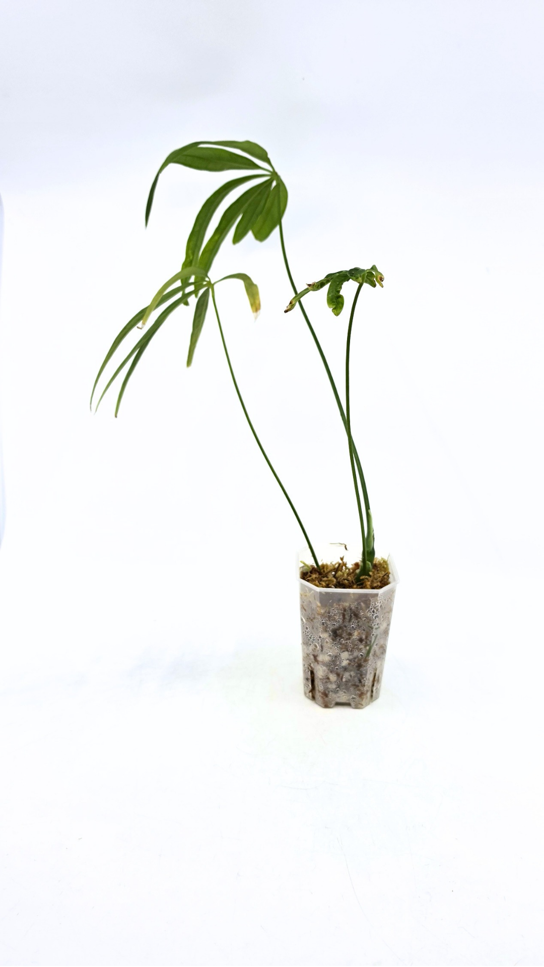 Hard to find house plant Anthurium Polydactylum available for sale at rare plant shop The Leaf Gallery in Perth, Western Australia.