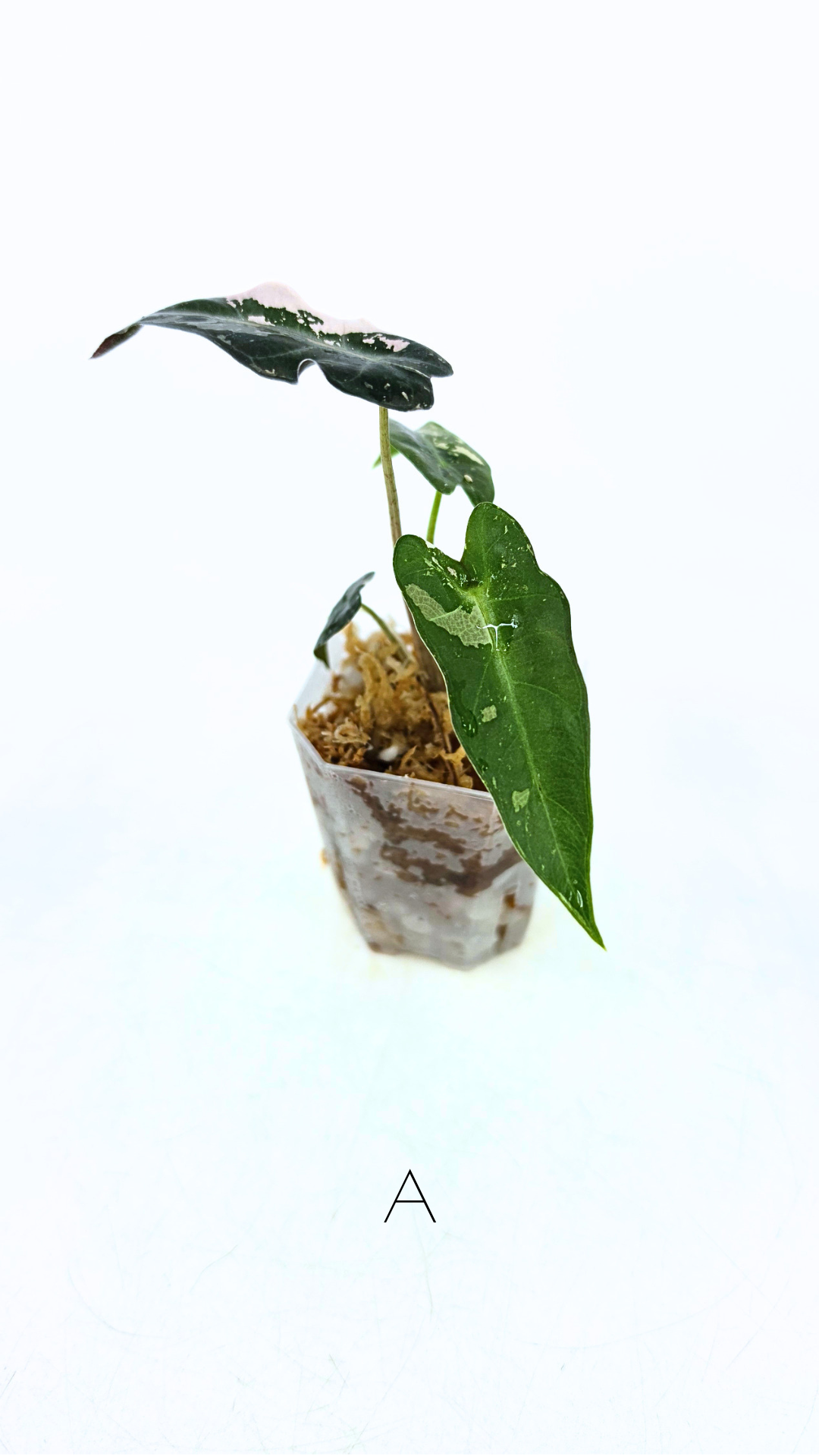 Rare indoor plant Alocasia Amazonica Bambino Pink TC plantlets available for sale at rare houseplant shop The Leaf Gallery in Perth, Western Australia