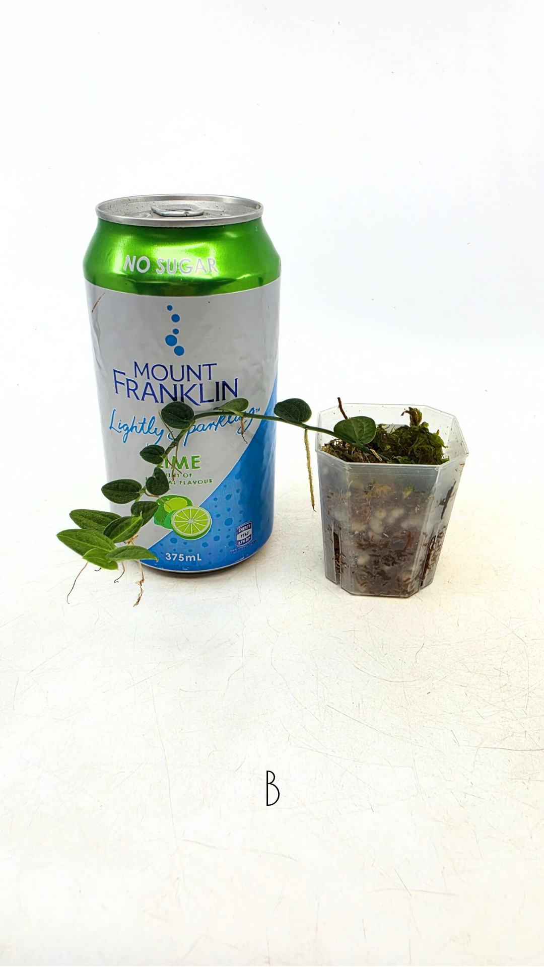 Rare Shingler plant Raphidophora Verstegii or Piper Clypeatum available at rare plant shop The Leaf Gallery in Perth, Western Australia