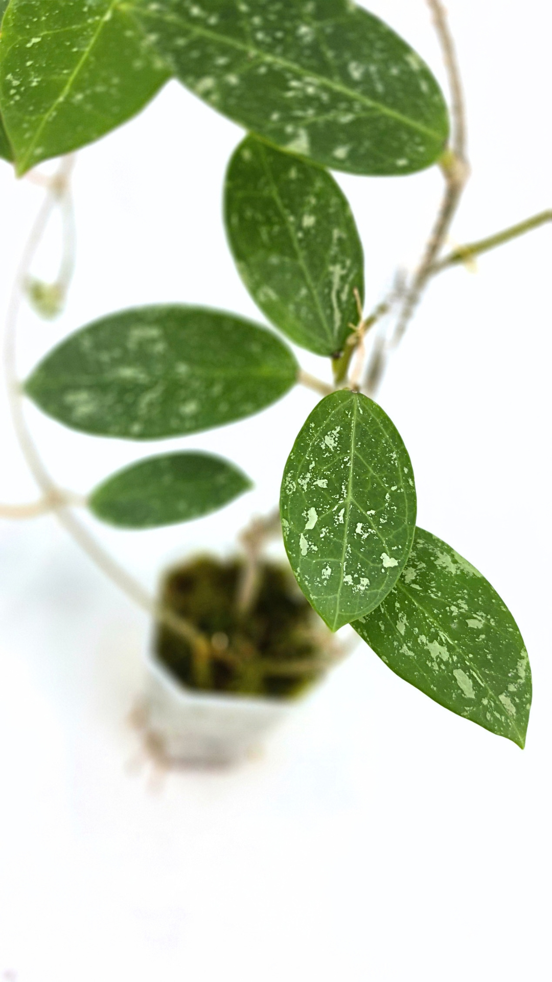 Rare waxplant Hoya sp Para Splash available for sale at rare indoor plant shop The Leaf Gallery in Perth, Western Australia