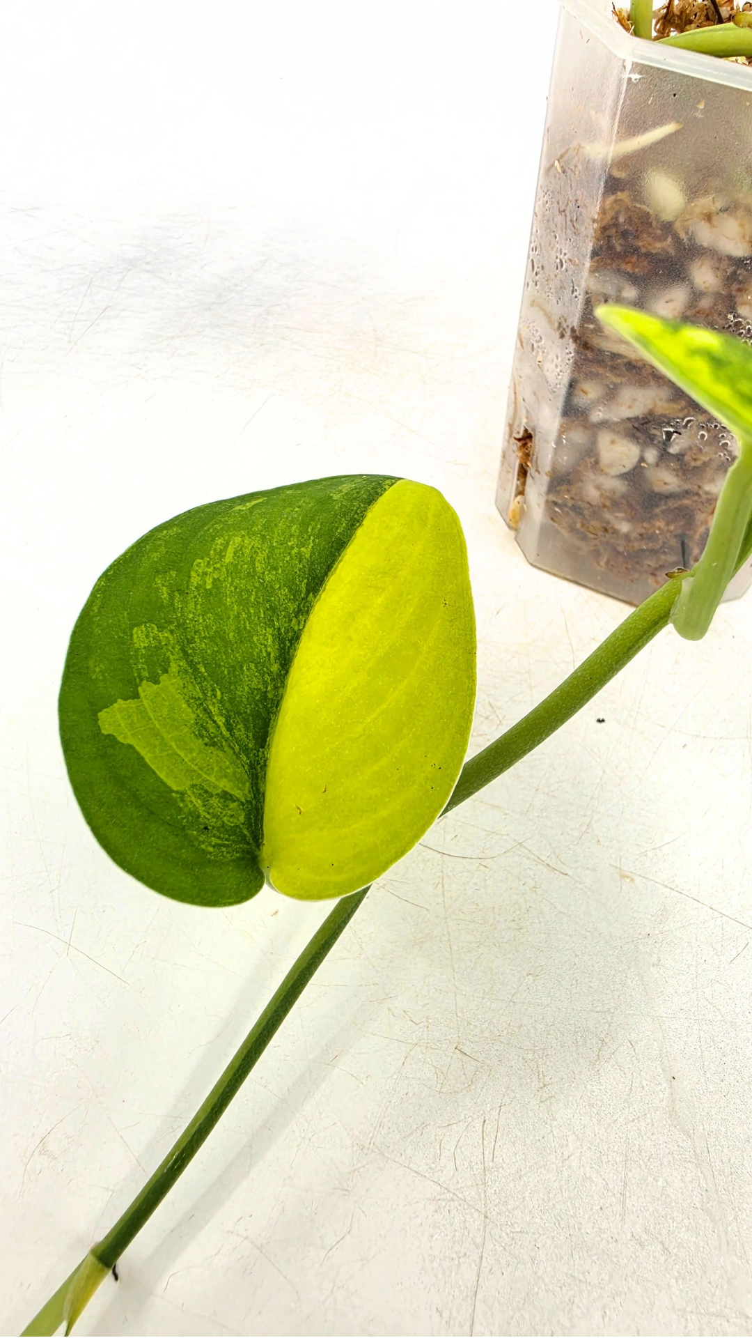 Rare house plant Scindapsus Jade Satin Aurea Variegated available for sale at rare indoor plant shop The Leaf Gallery in Perth, Western Australia