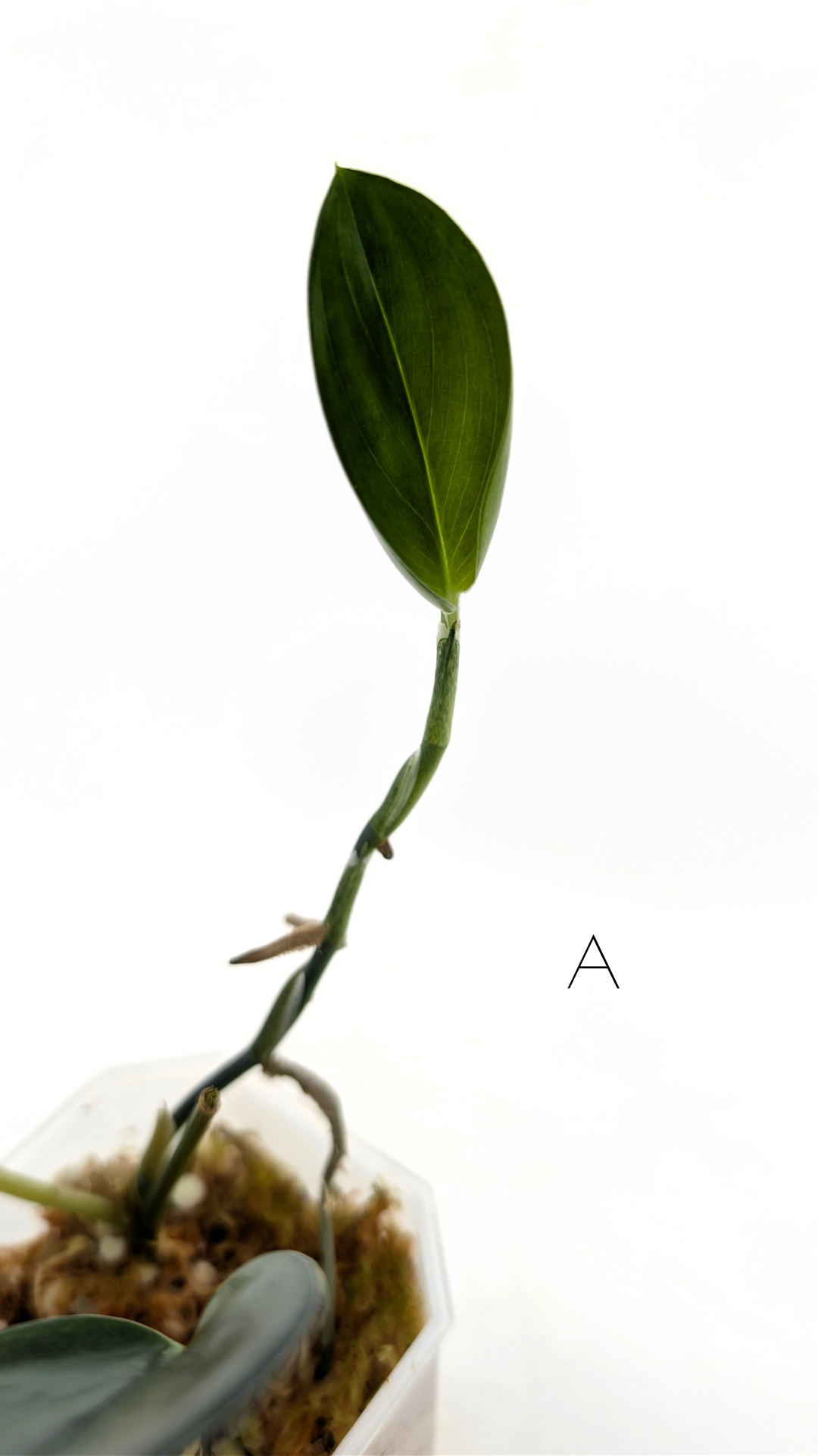 Rare Indoor House Plant Scindapsus Treubii Dark Form at rare plant shop The Leaf Gallery in Perth