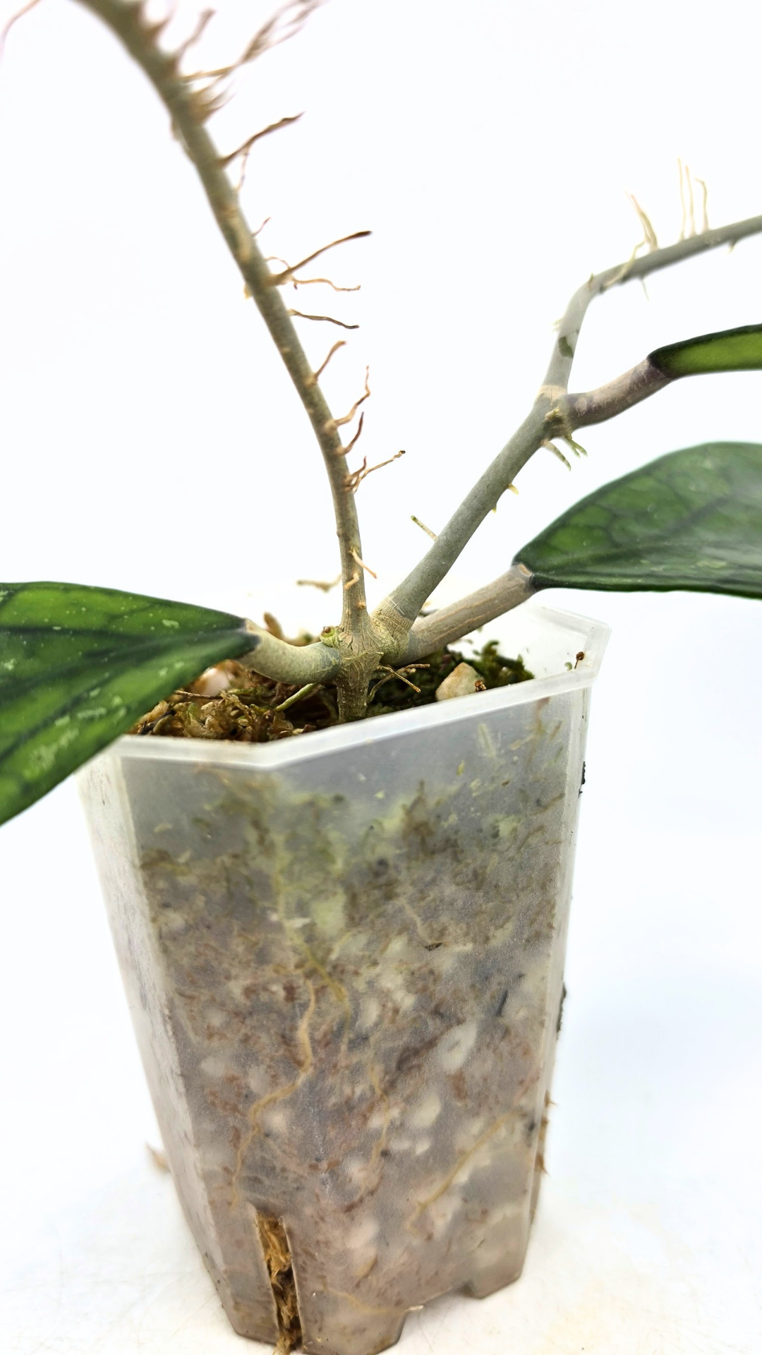 Rare waxplant Hoya Decipulae available for sale at rare indoor plant shop The Leaf Gallery in Perth, Western Australia
