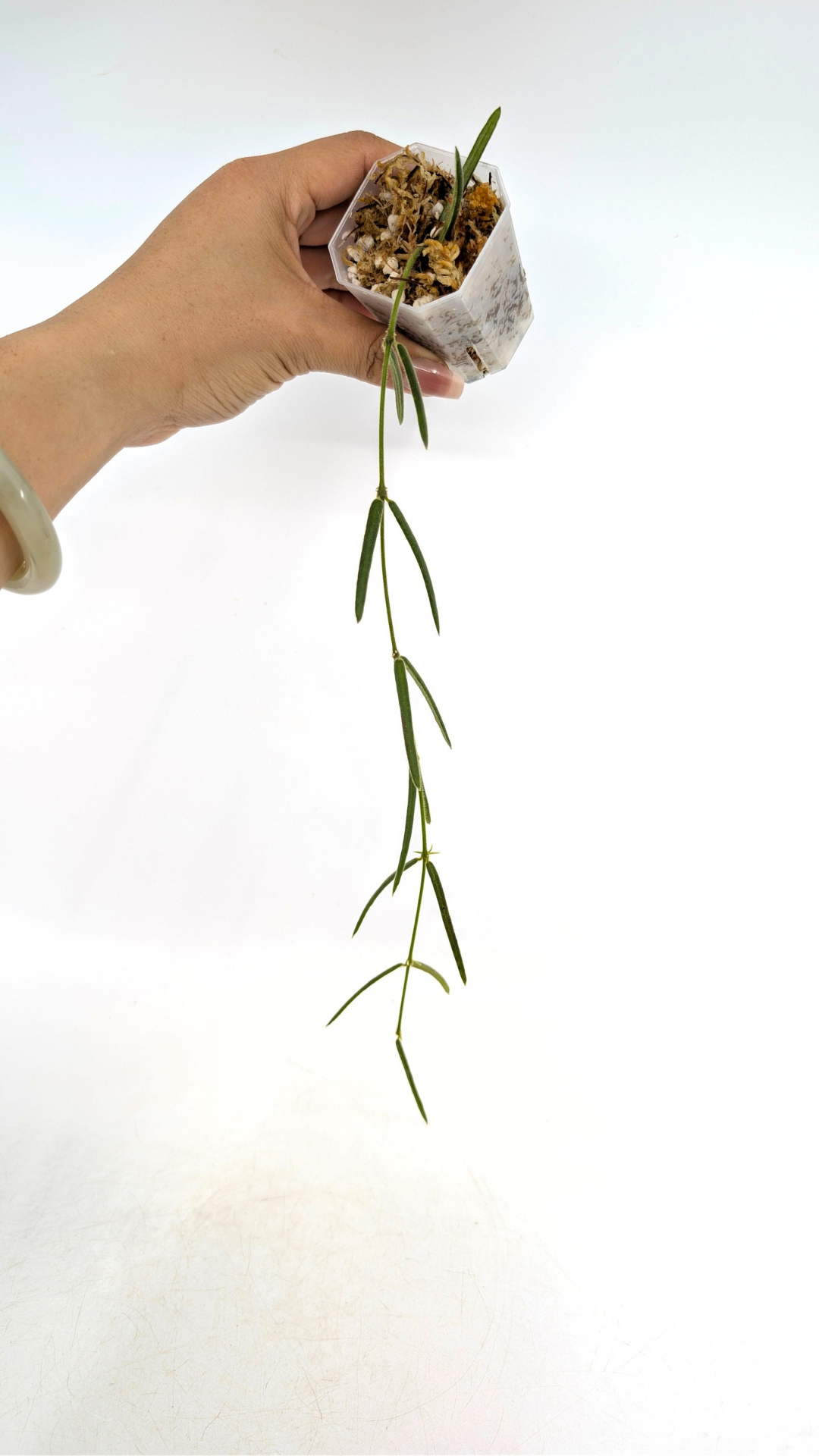 Rare waxplant Hoya Linearis available for sale at rare indoor plant shop The Leaf Gallery in Perth, Western Australia