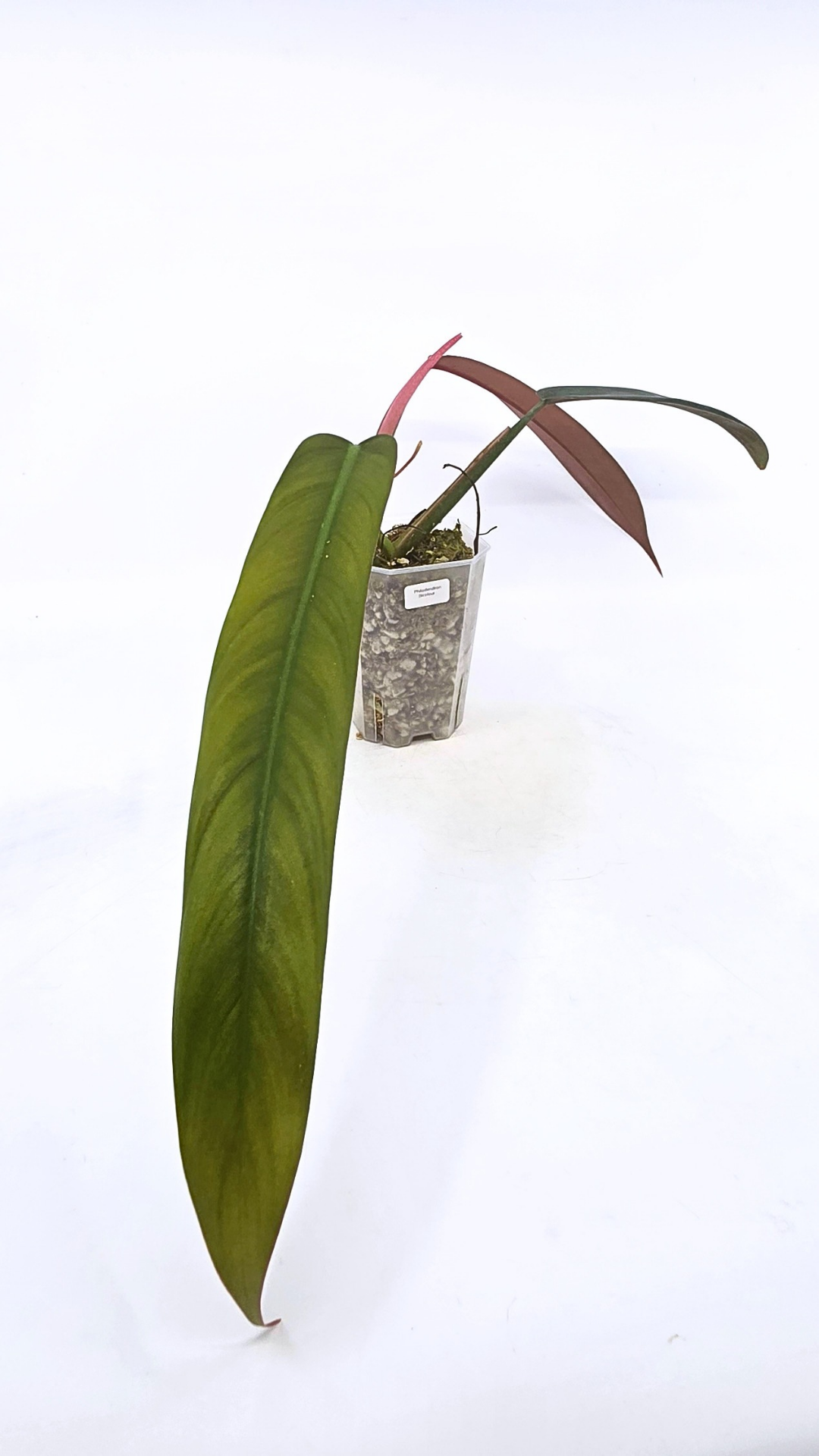 Rare indoor plant Philodendron Bicolour available for sale at rare house plant shop The Leaf Gallery in Perth, Western Australia