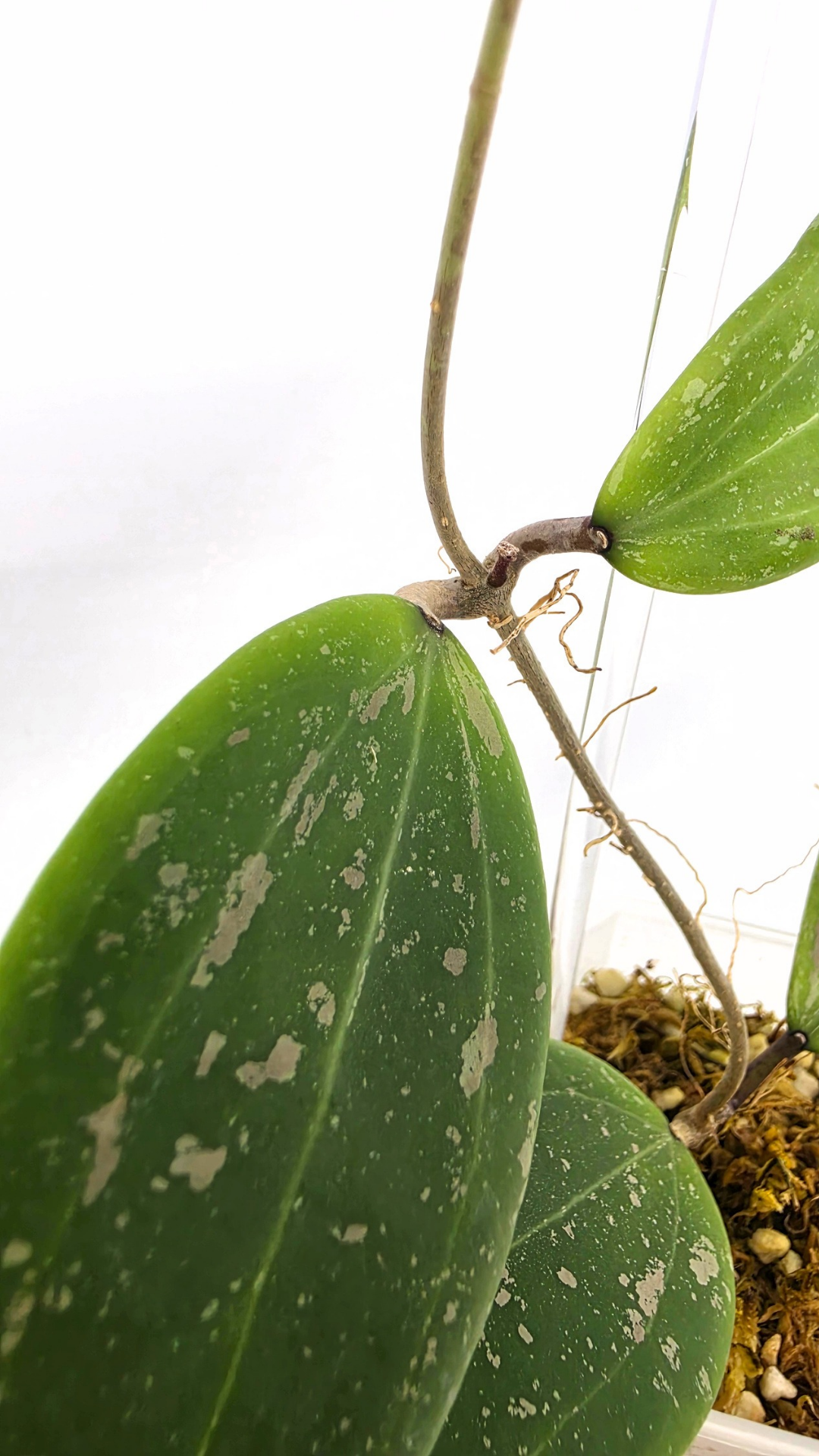Rare plant Hoya Wibergiae IML 1618 for sale at rare indoor plant shop The Leaf Gallery in Perth, Western Australia
