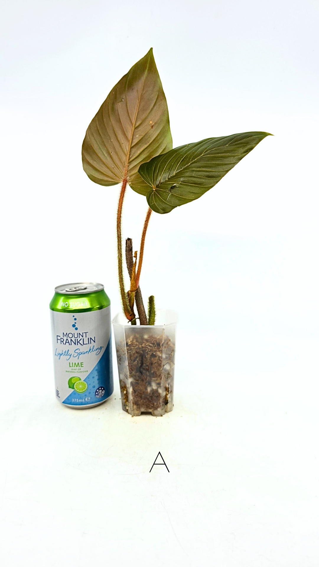 Rare plant philodendron squamicaule pink available at rare plant shop The Leaf Gallery in Perth, Western Australia