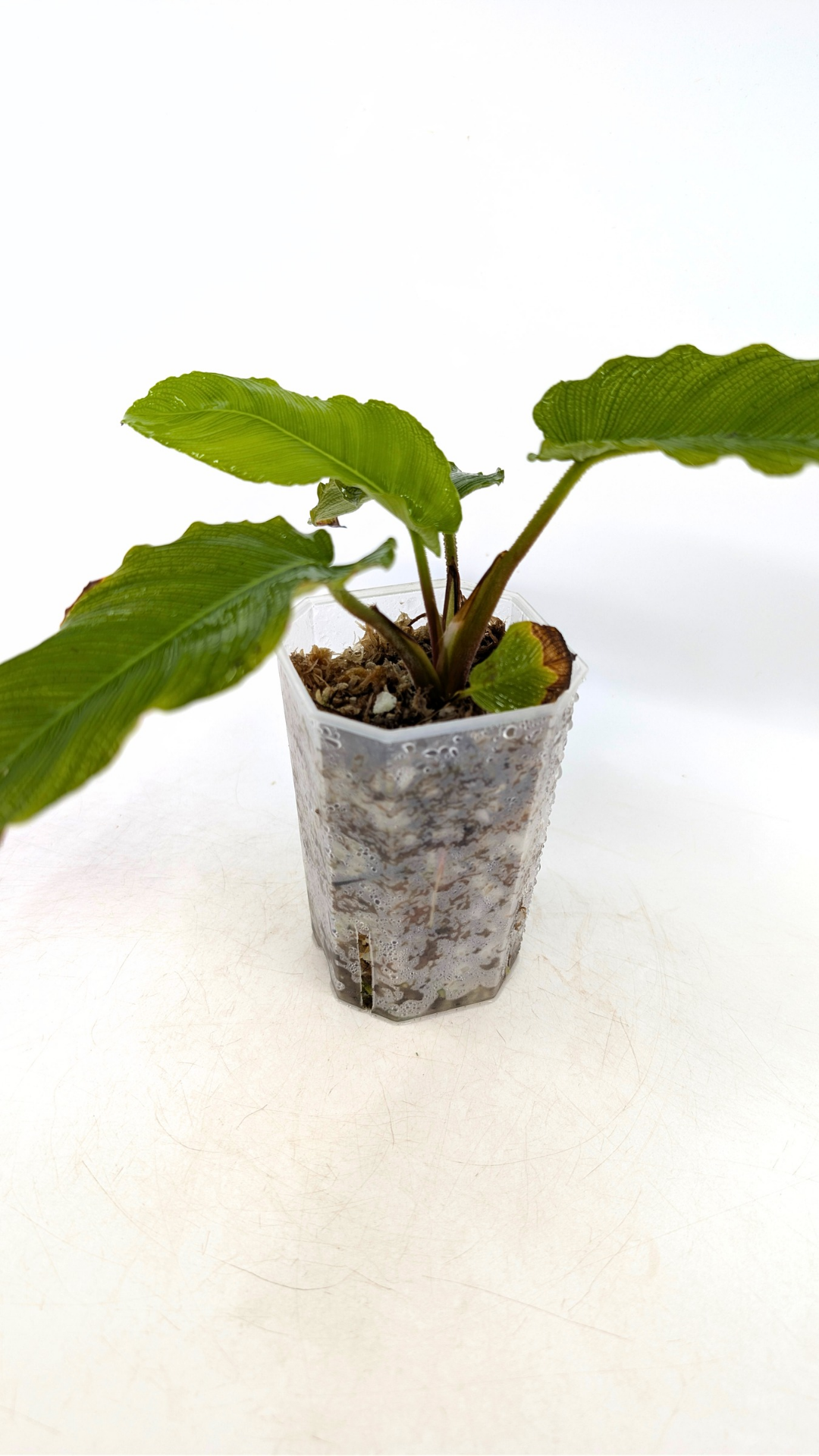 Rare indoor plant Adelonema Corrugada  available for sale at rare plant shop The Leaf Gallery in Perth, Western Australia