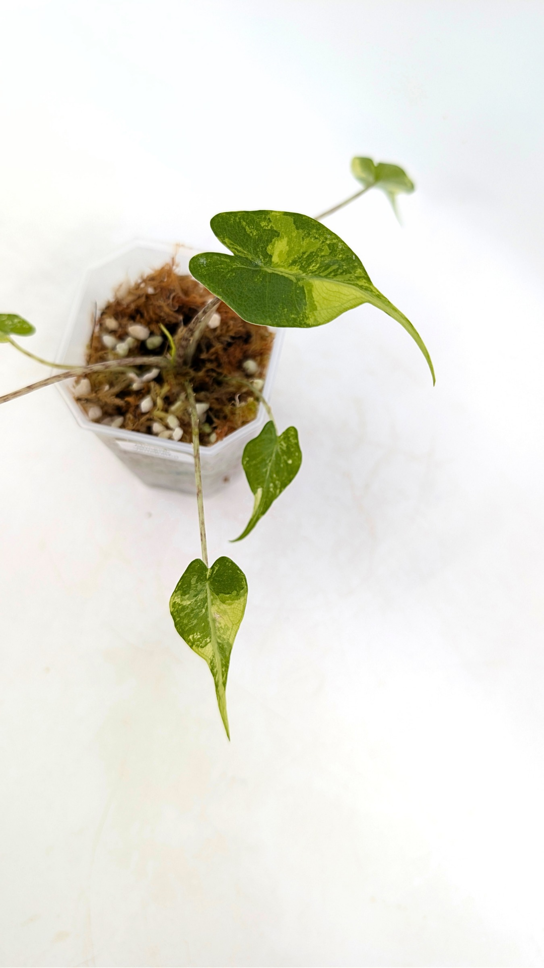 Single plants upload_20260109_160328_0001.png