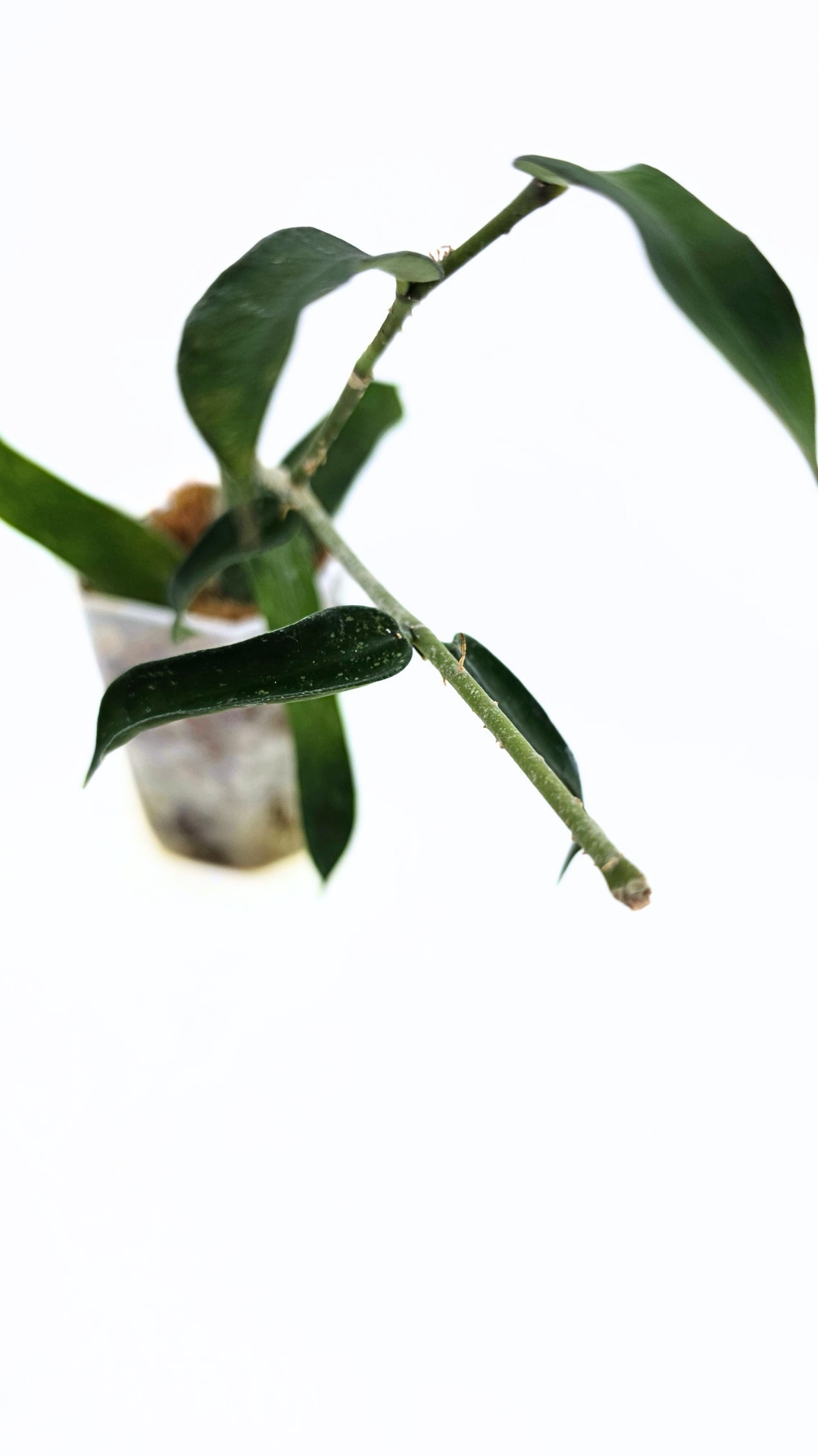 Rare waxplant Pandurata Silver Splash available at rare indoor plant shop The Leaf Gallery in Perth, Western Australia
