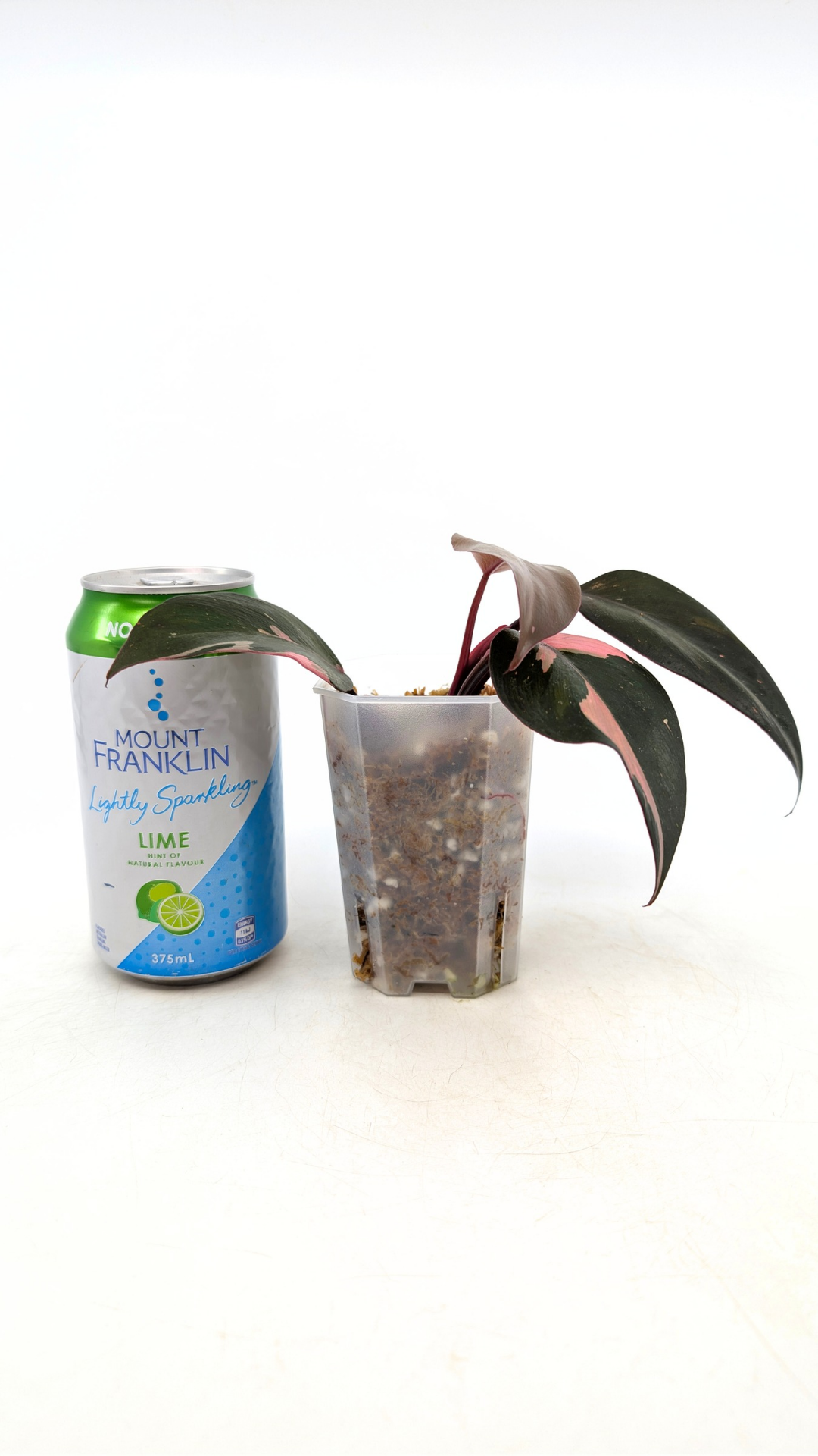 Philodendron pink princess variegated available for sale at rare indoor house plant shop The Leaf Gallery in Perth, Western Australia