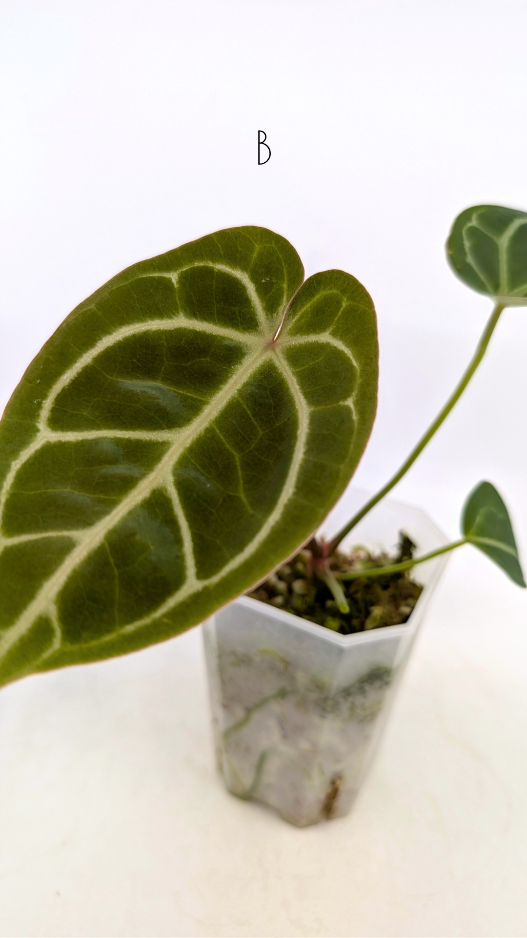 Rare anthurium hybrid Anthurium Dark Forgetii x Bessae Aff X Anthurium Michelle by The Leaf Gallery in Perth, Western Australia