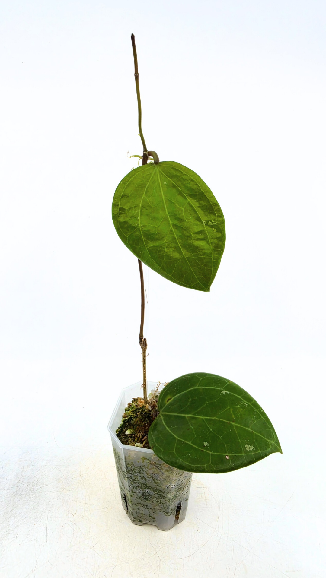 Rare waxplant Hoya Sarawak available for sale at rare indoor plant shop The Leaf Gallery in Perth, Western Australia