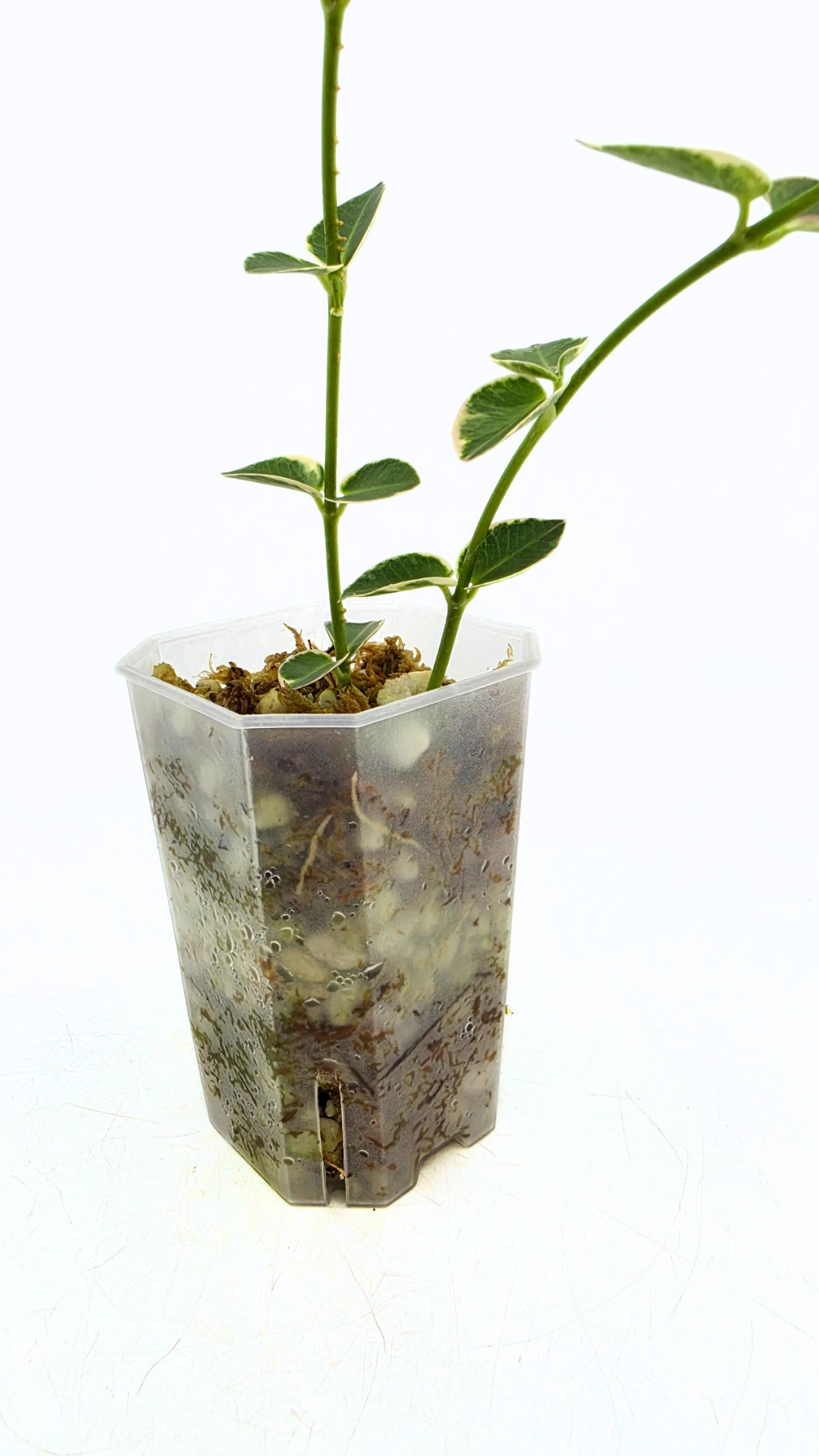 Rare waxplant Hoya Cumingiana Albo available for sale at rare indoor plant shop The Leaf Gallery in Perth, Western Australia