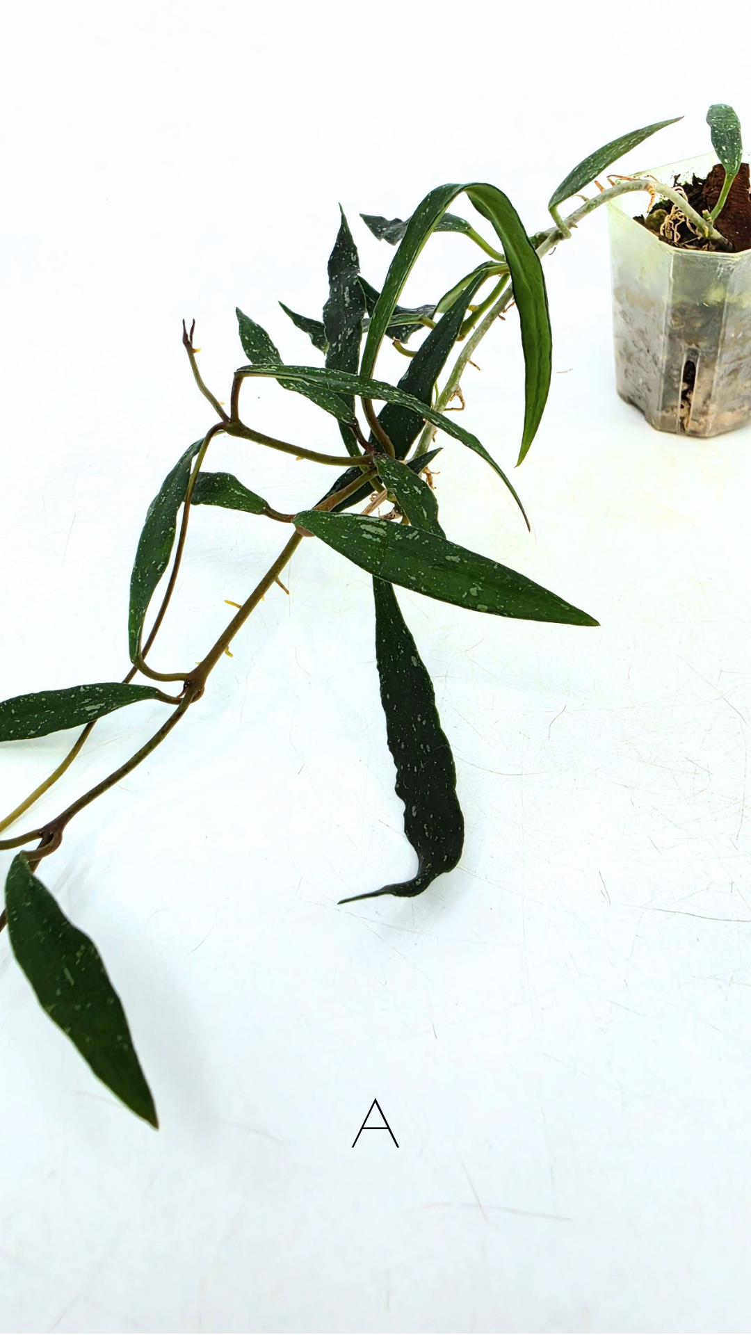 Rare waxplant Hoya Mirabillis Splash available for sale at rare indoor plant shop The Leaf Gallery in Perth, Western Australia