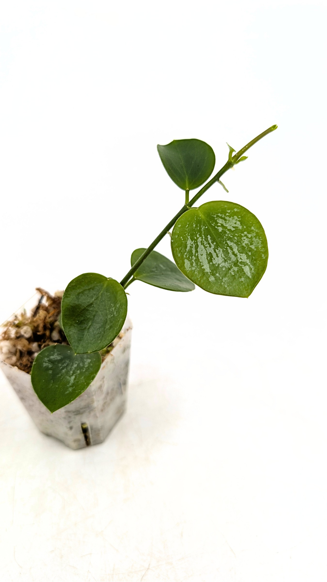 Rare waxplant Hoya Biak Irian Jaya IML1187 available for sale at rare plant shop The Leaf Gallery in Perth, Western Australia