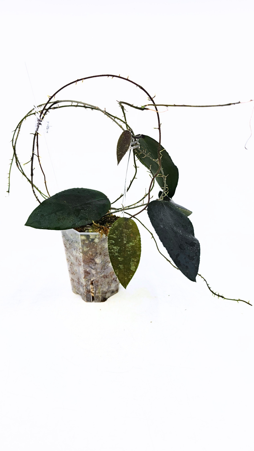 Rare Hoya Caudata Sumatra available for sale by rare indoor plant shop The Leaf Gallery in Perth, Western Australia
